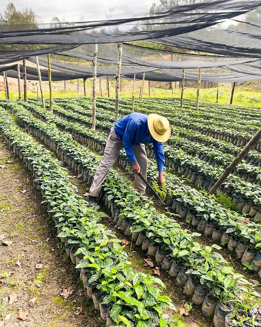 Farmer in wide-brimmed hat tending to rows of green plants in a nursery or agricultural field covered with shade cloth.