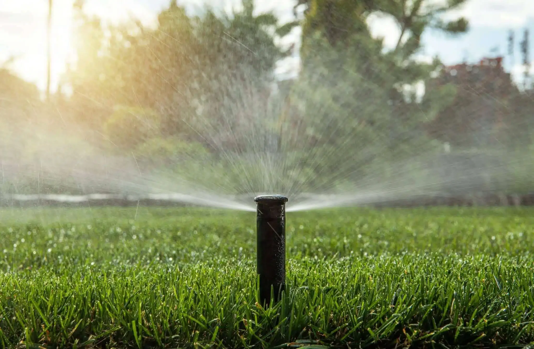 A sprinkler watering a lush green lawn with sunlight shining in the background.