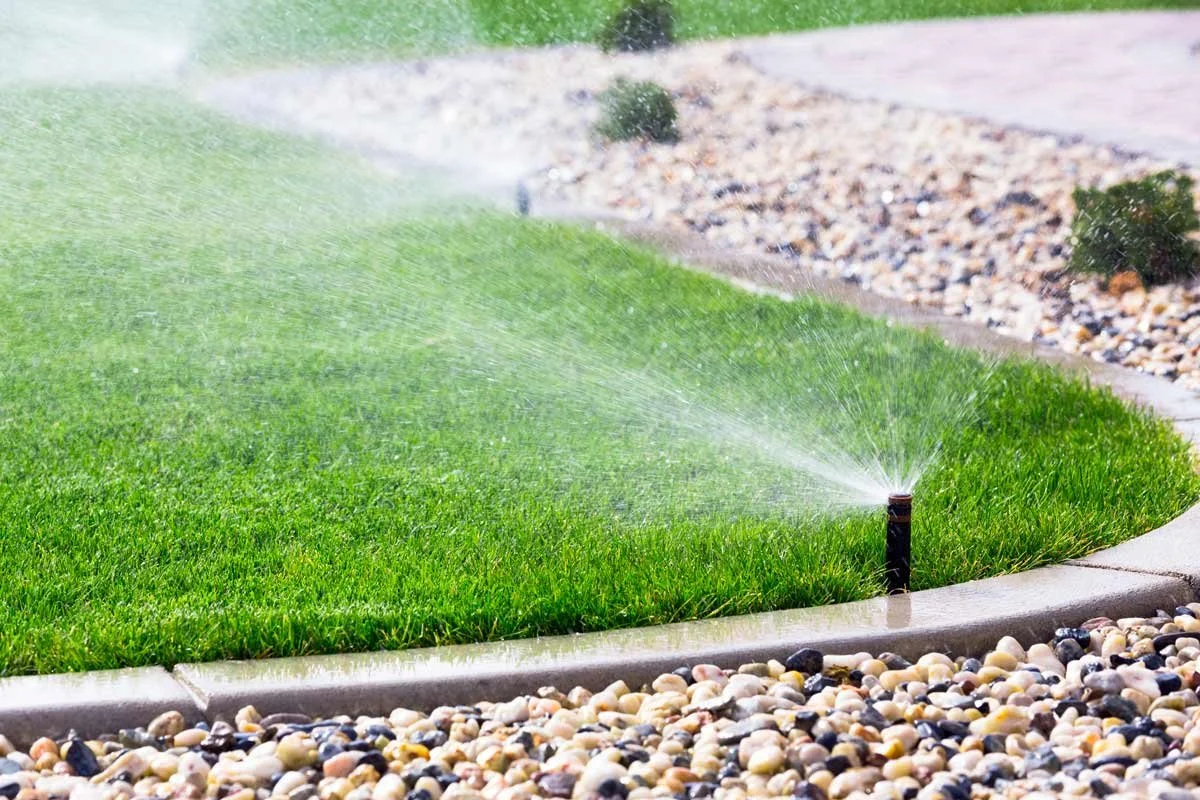 A lawn sprinkler watering a green grass lawn with small rocks along the edge.