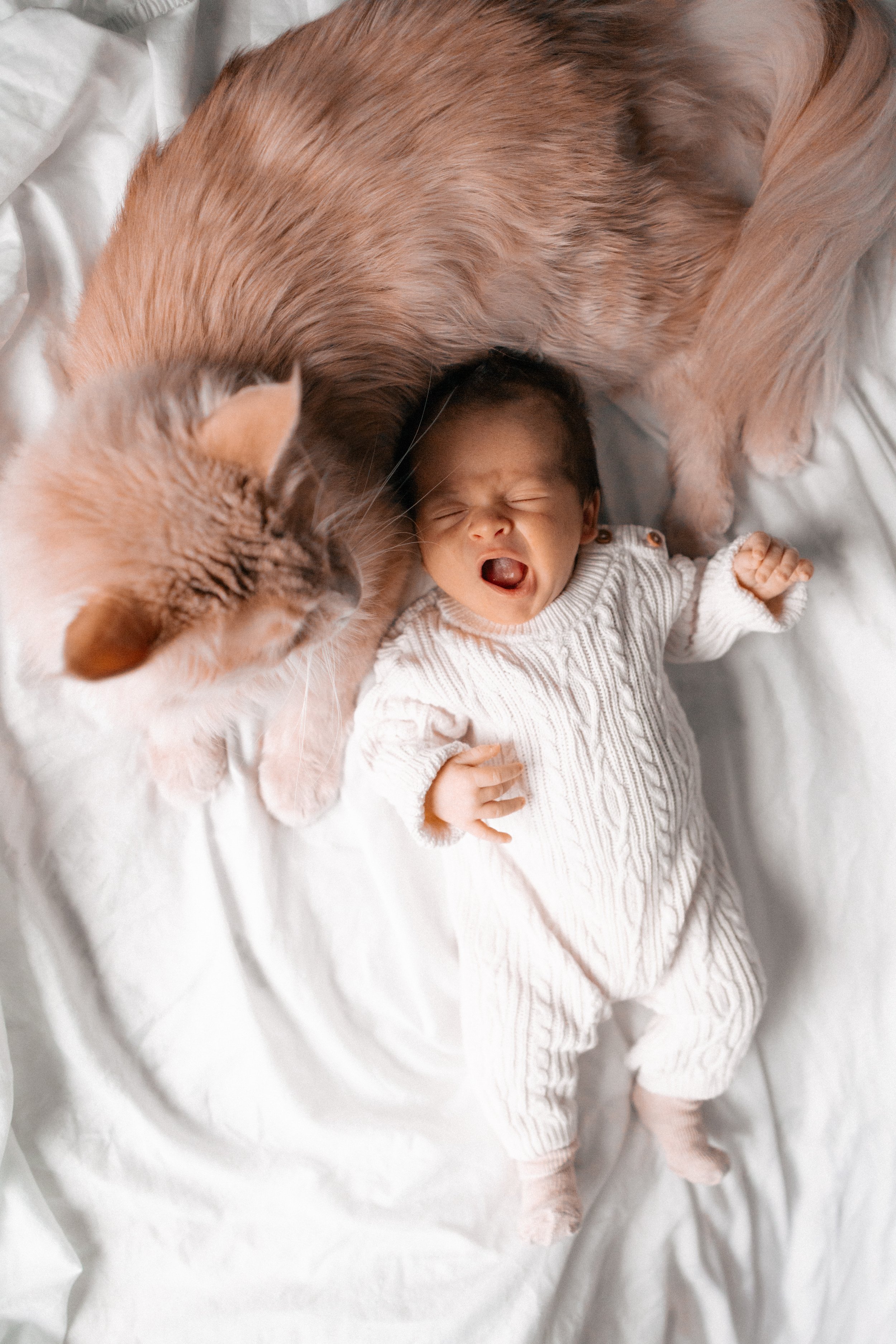 A baby in a white sweater lying on a white blanket with a tan and white cat cuddling around their head.
