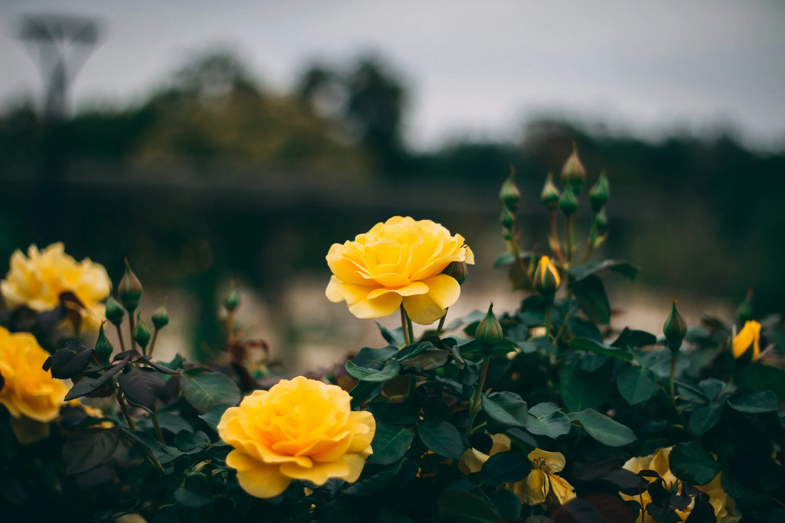 Several yellow roses blooming among green leaves with a cloudy sky in the background.