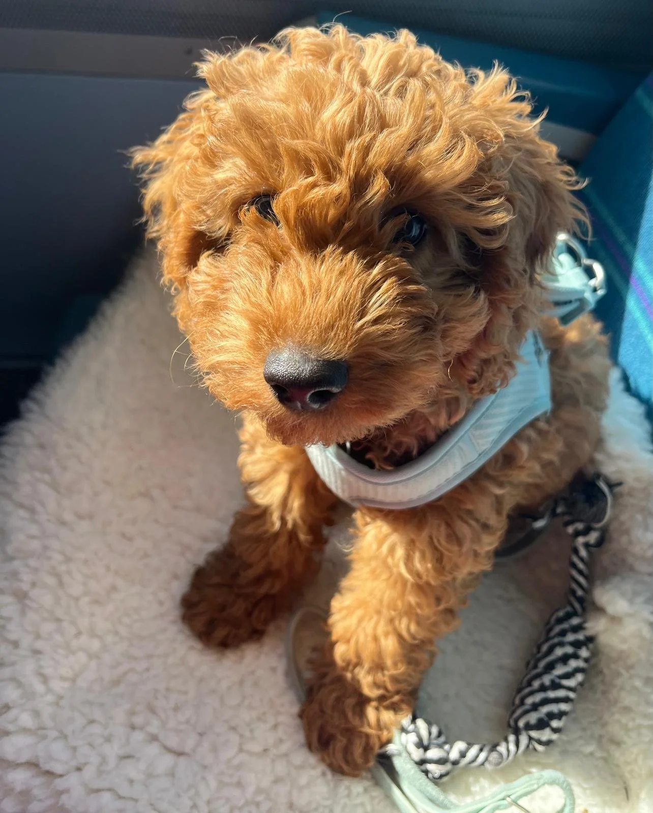 A fluffy, curly-haired, light brown puppy sitting on a plush beige blanket inside a vehicle. The puppy is wearing a harness and has a black and white rope leash attached.