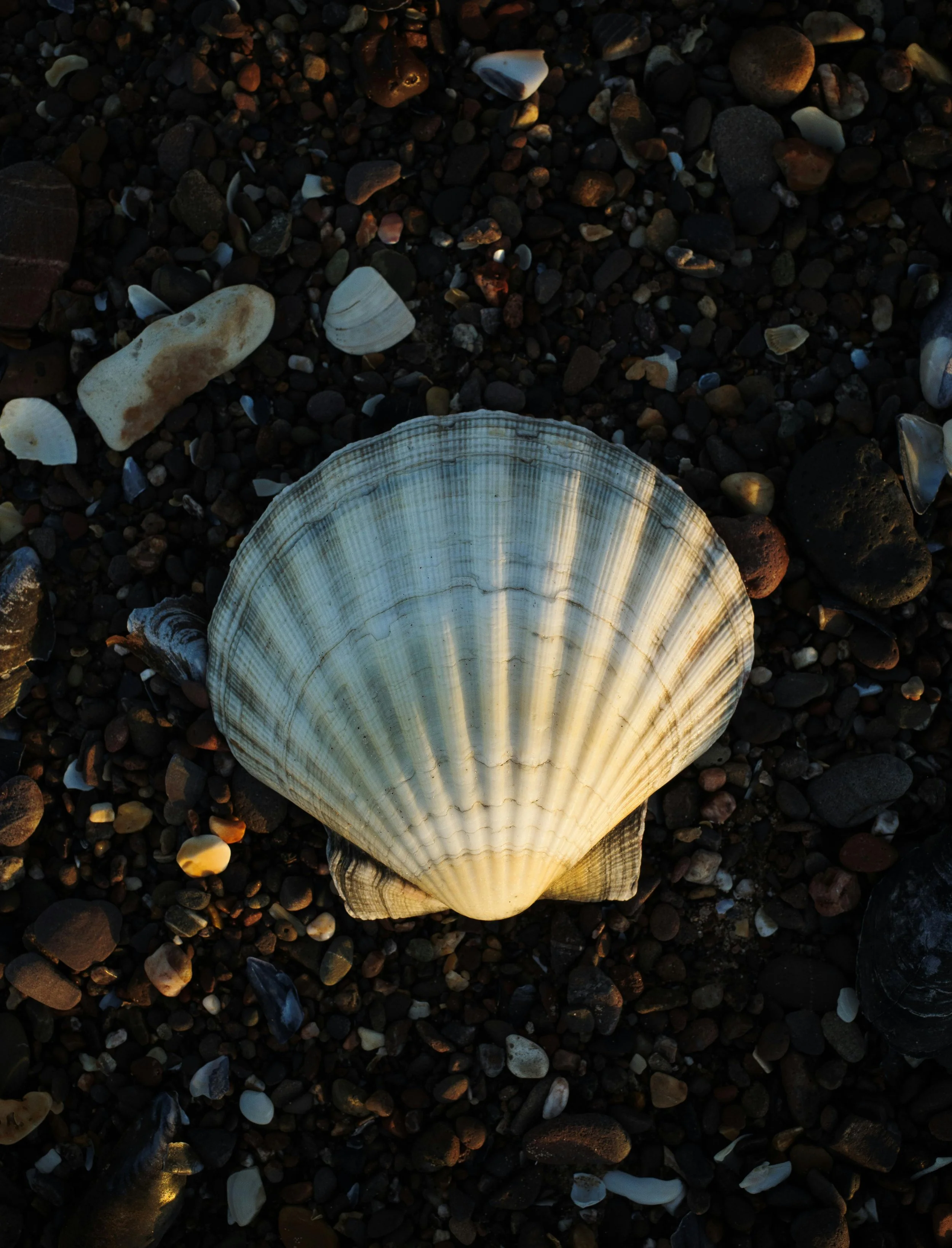 A large scallop shell placed on a bed of various small rocks and shells on a beach.