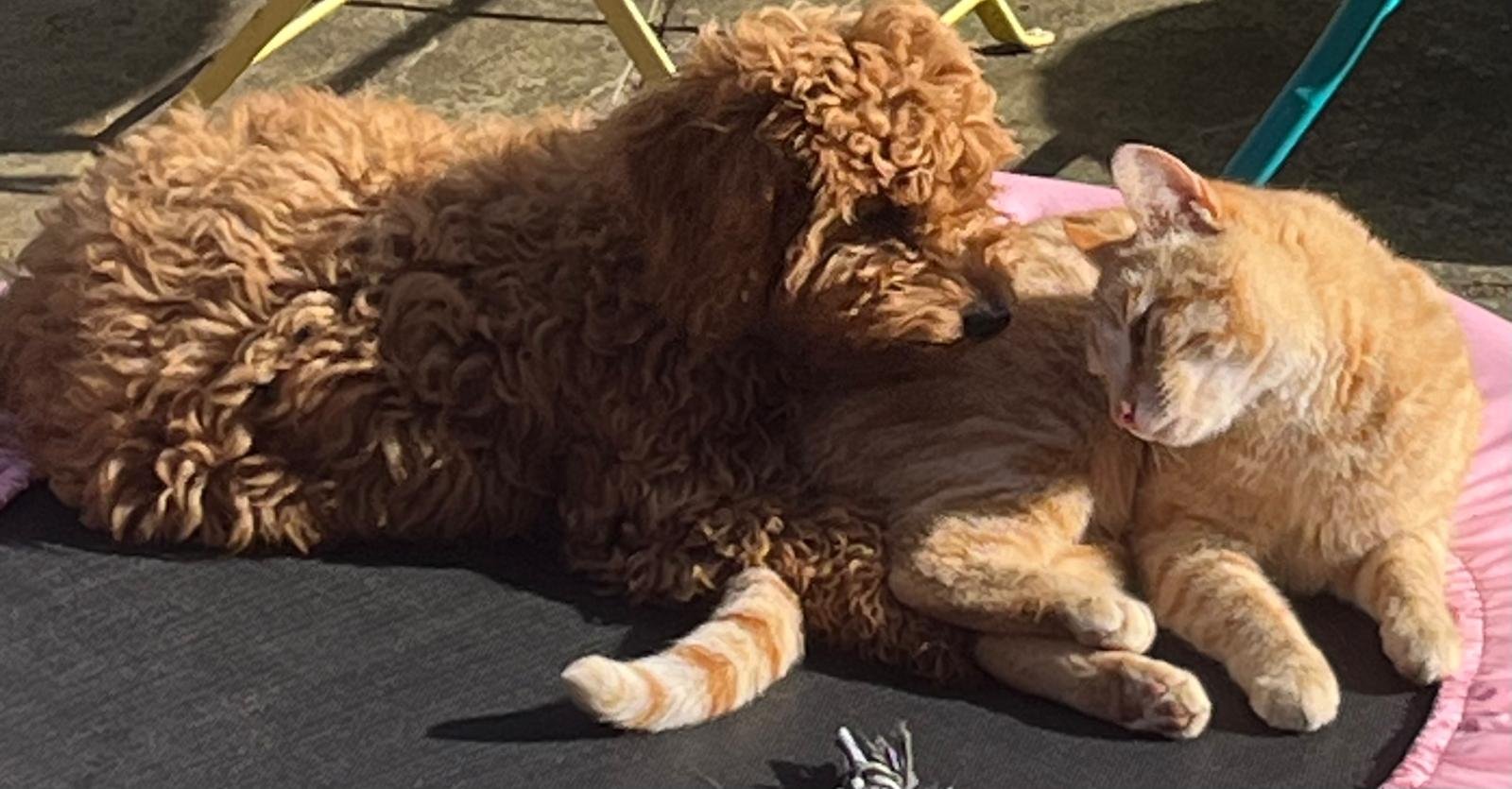 A curly-haired dog and an orange tabby cat lying close together on a pink cushion outdoors.