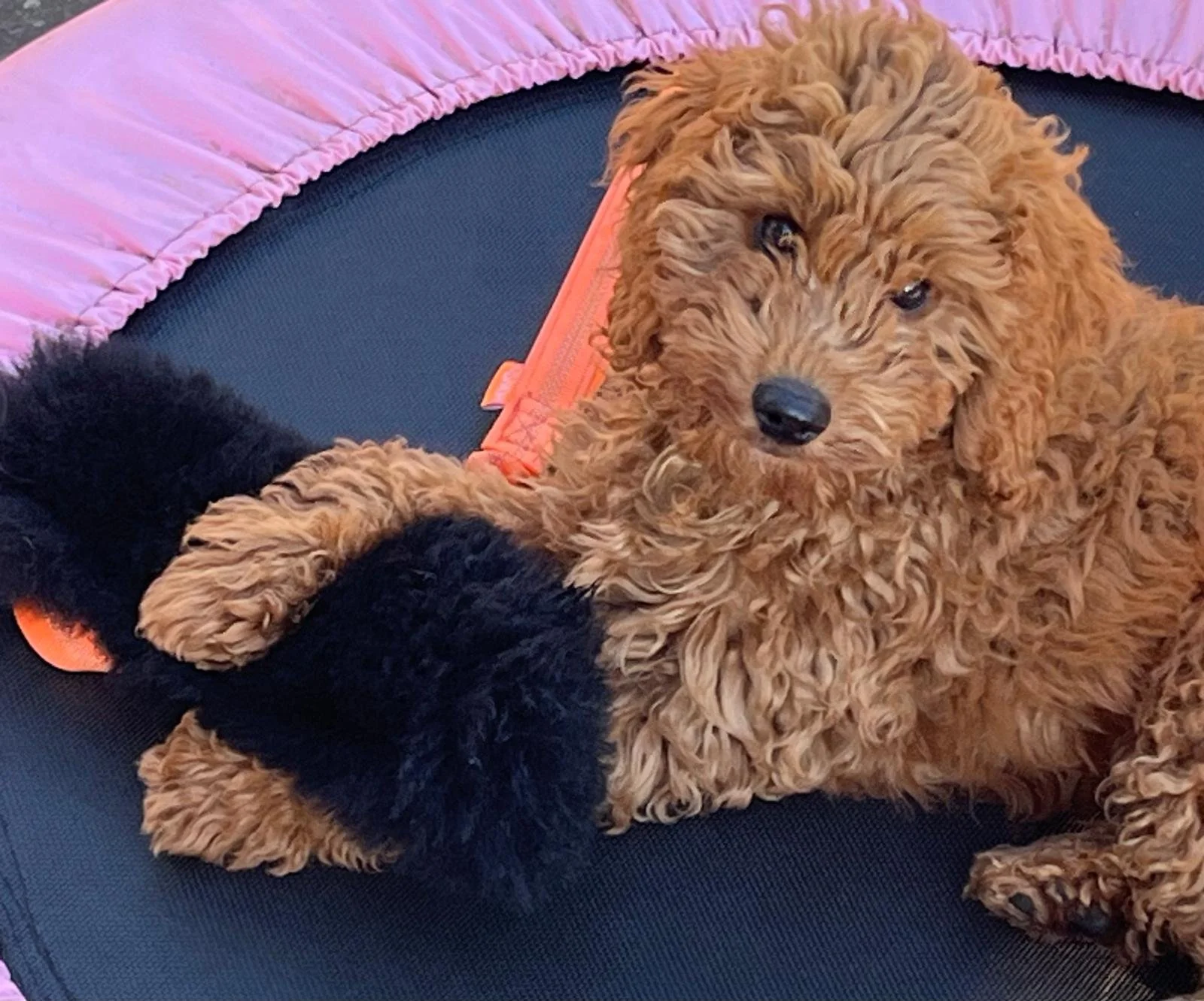 Cute brown curly-haired puppy lying on a black trampoline with pink padding around it, looking at the camera.