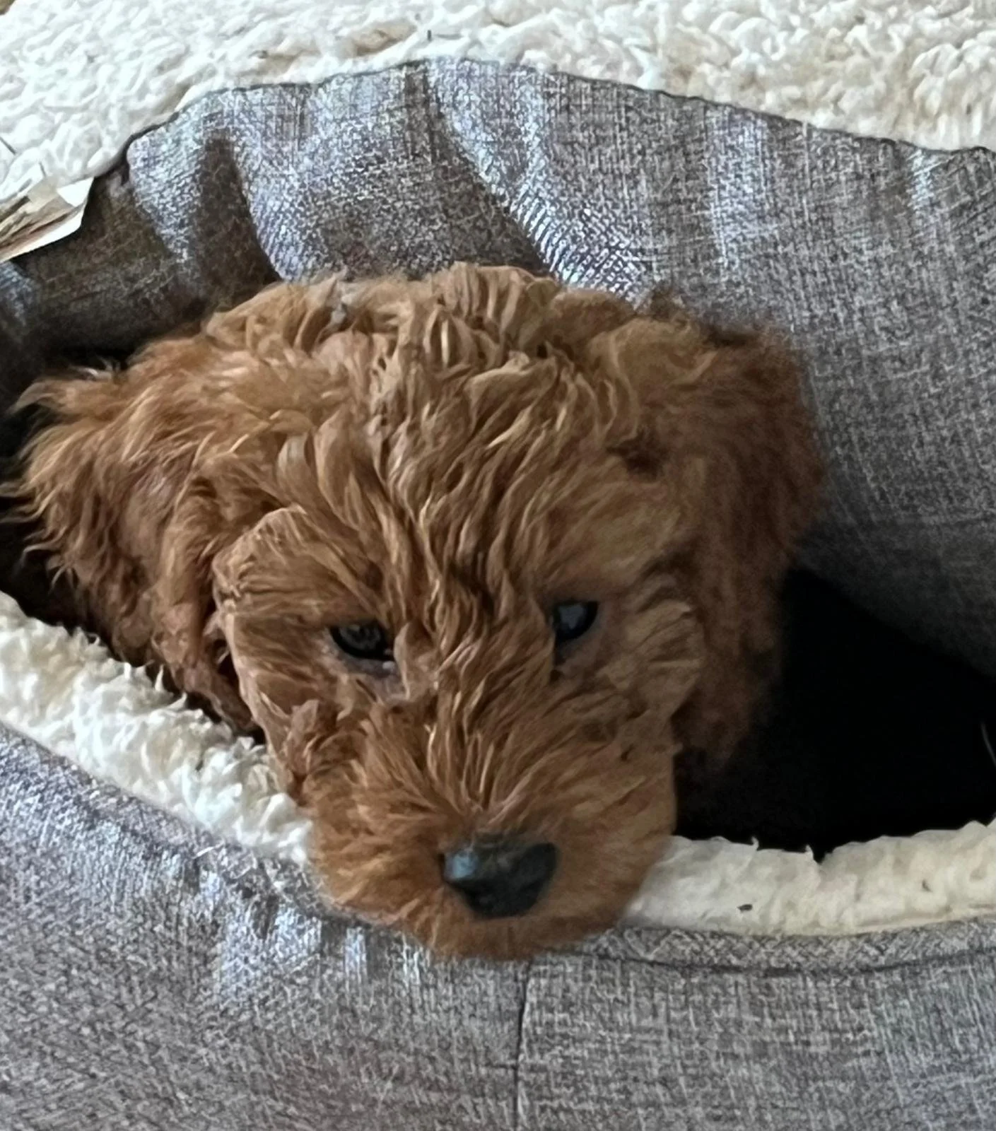 A brown curly-haired puppy lying on a cozy pet bed with black and white fabric and a plush white lining.