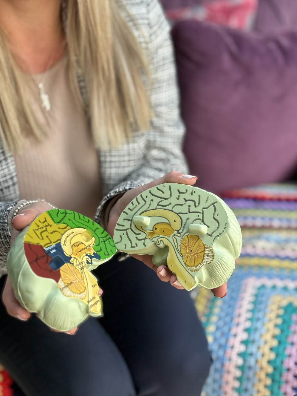 Person holding two anatomical brain models showing different views and internal structures.