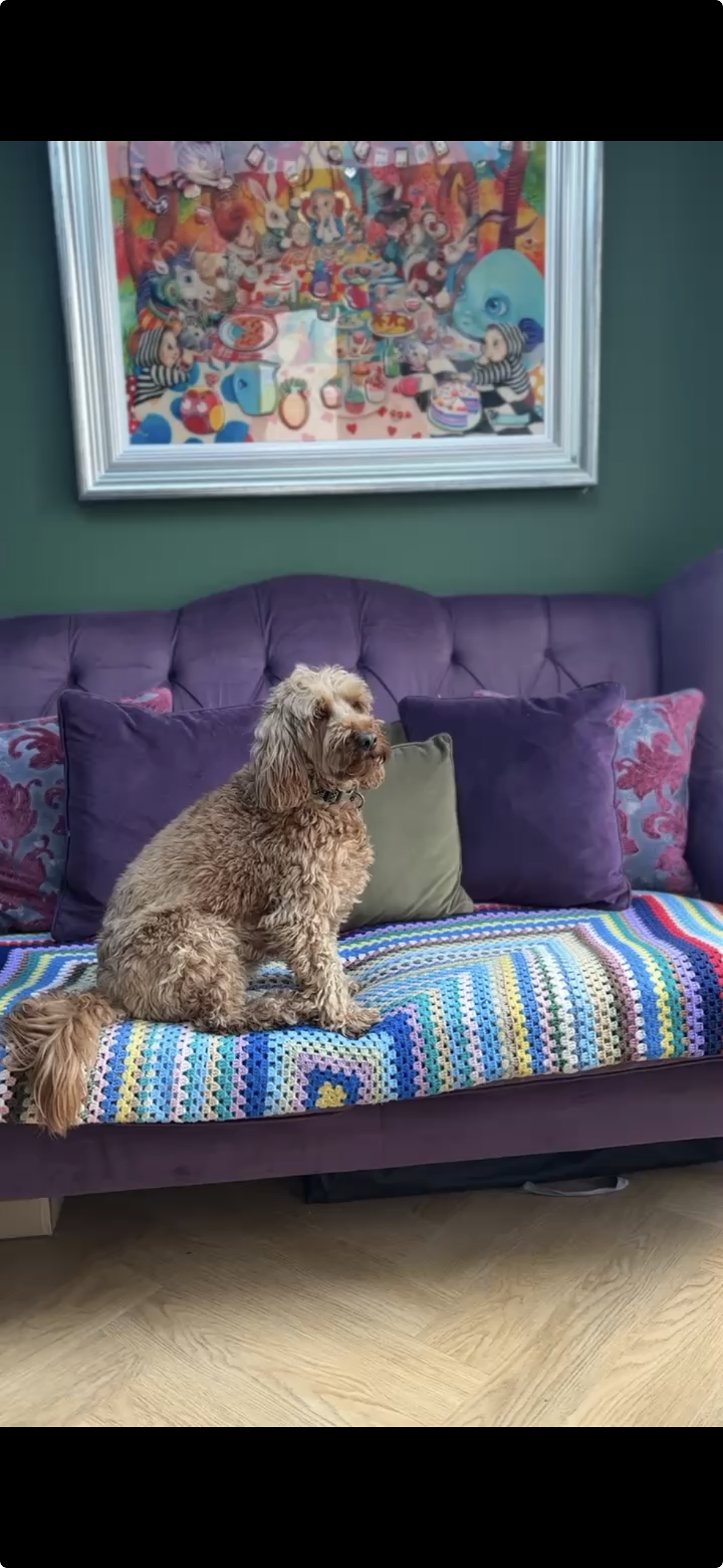 A brown curly-haired dog sitting on a purple couch with colourful crochet blanket and decorative pillows, with a colourful children's art print hanging on a teal wall behind it.