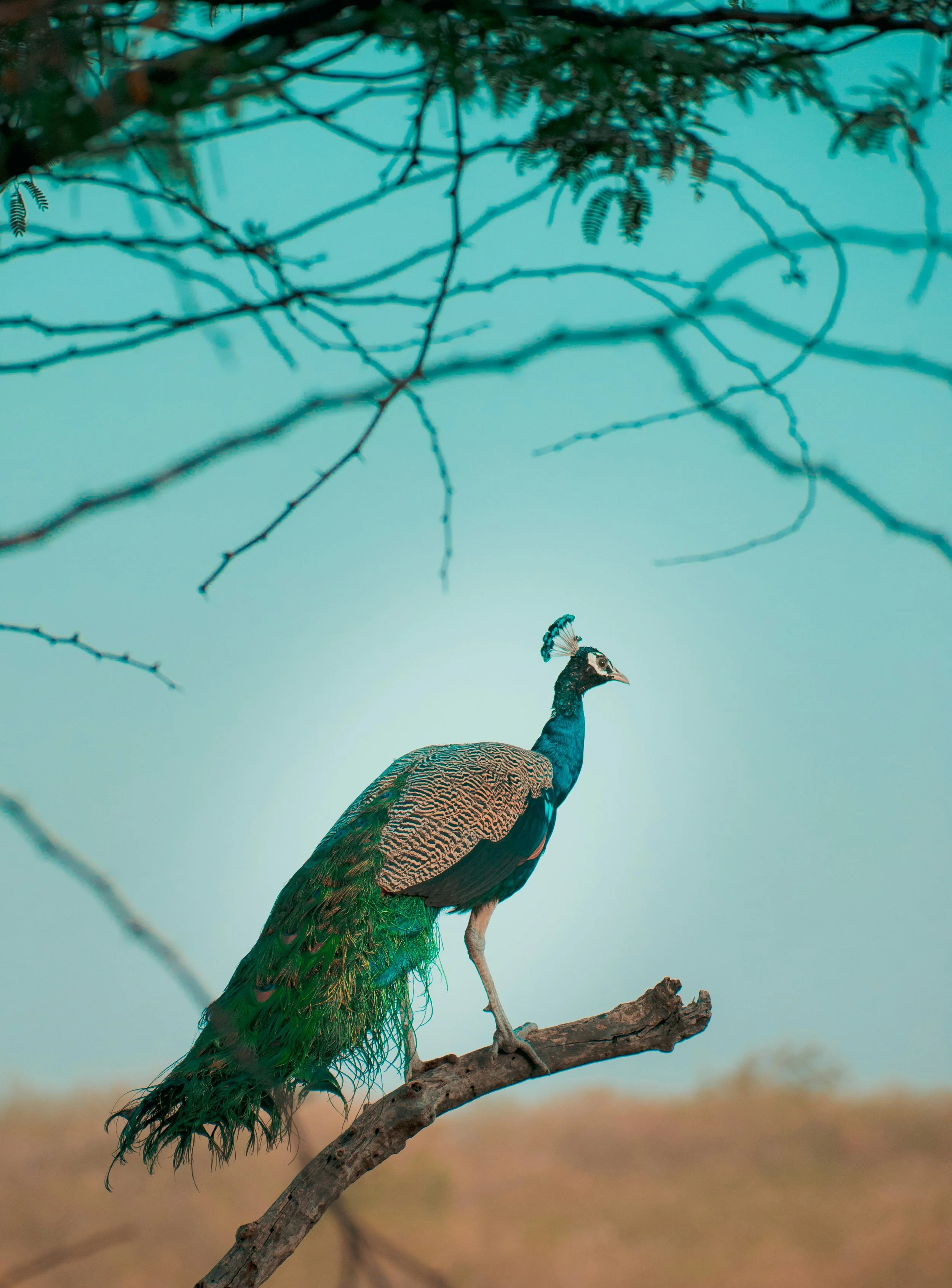 A peacock perched on a branch with a clear blue sky in the background.
