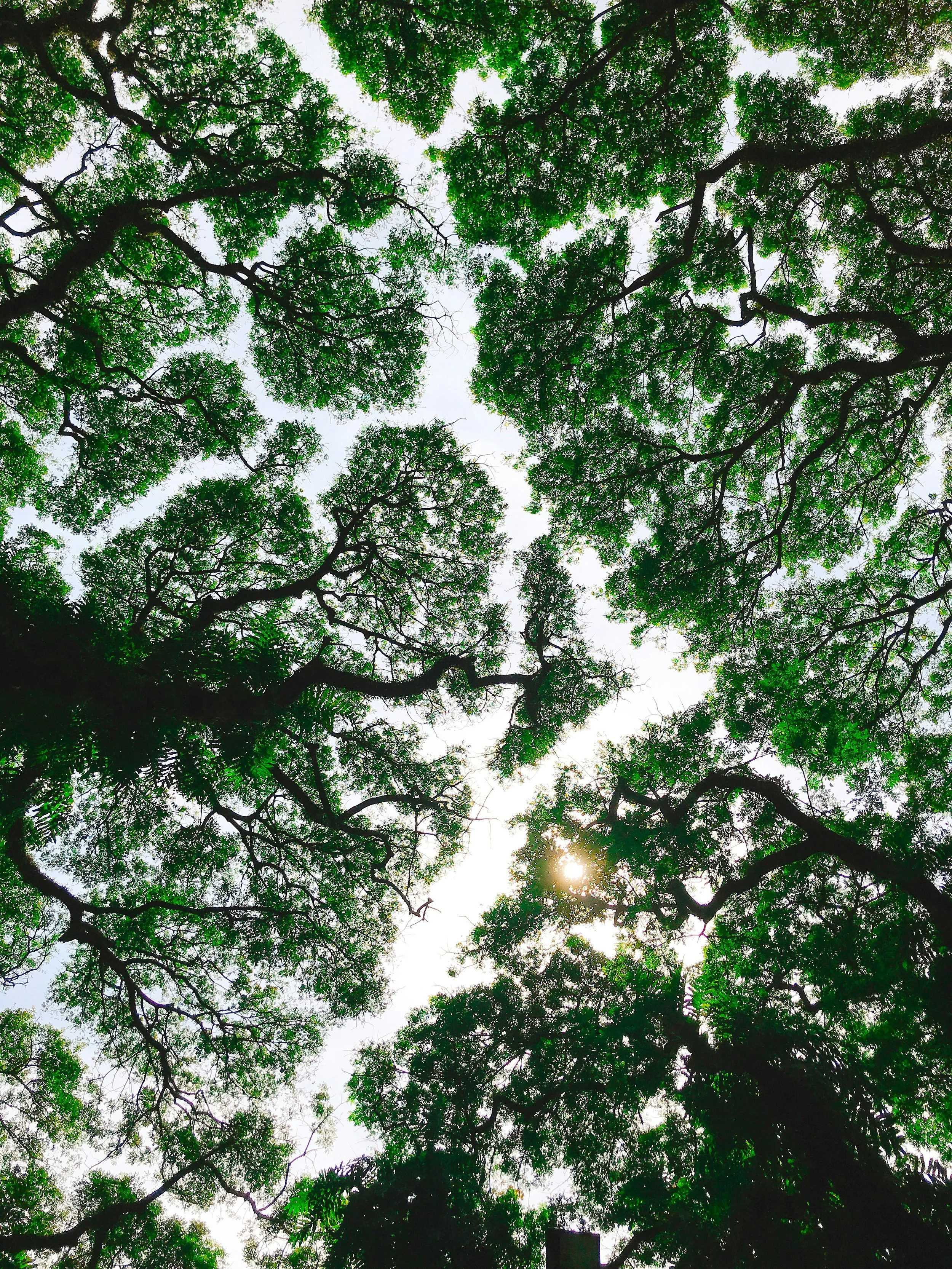 Looking up at a dense canopy of green trees with the sun partially visible through the leaves.