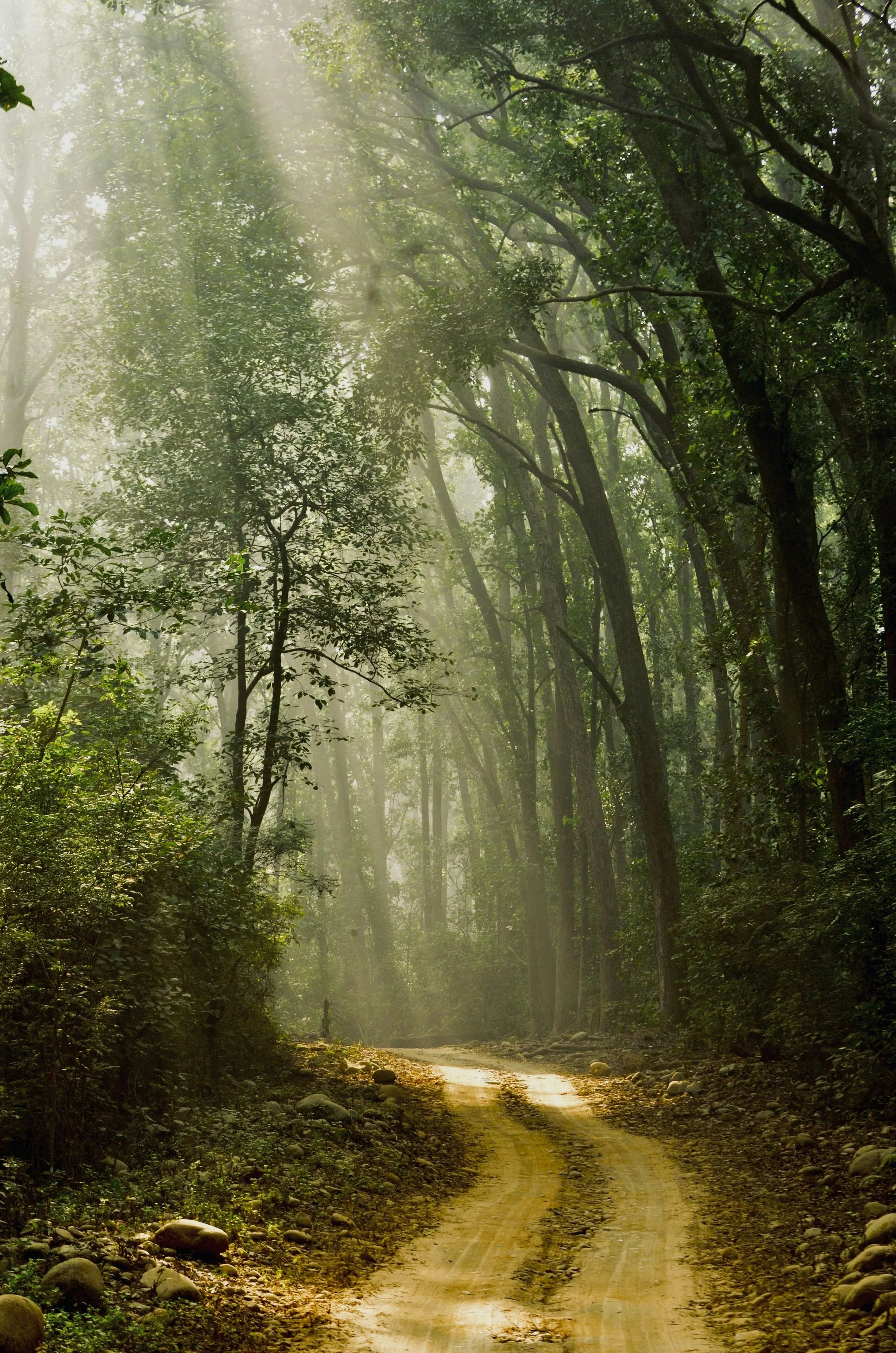 A dirt road winding through a lush green forest with sunlight filtering through tall trees.