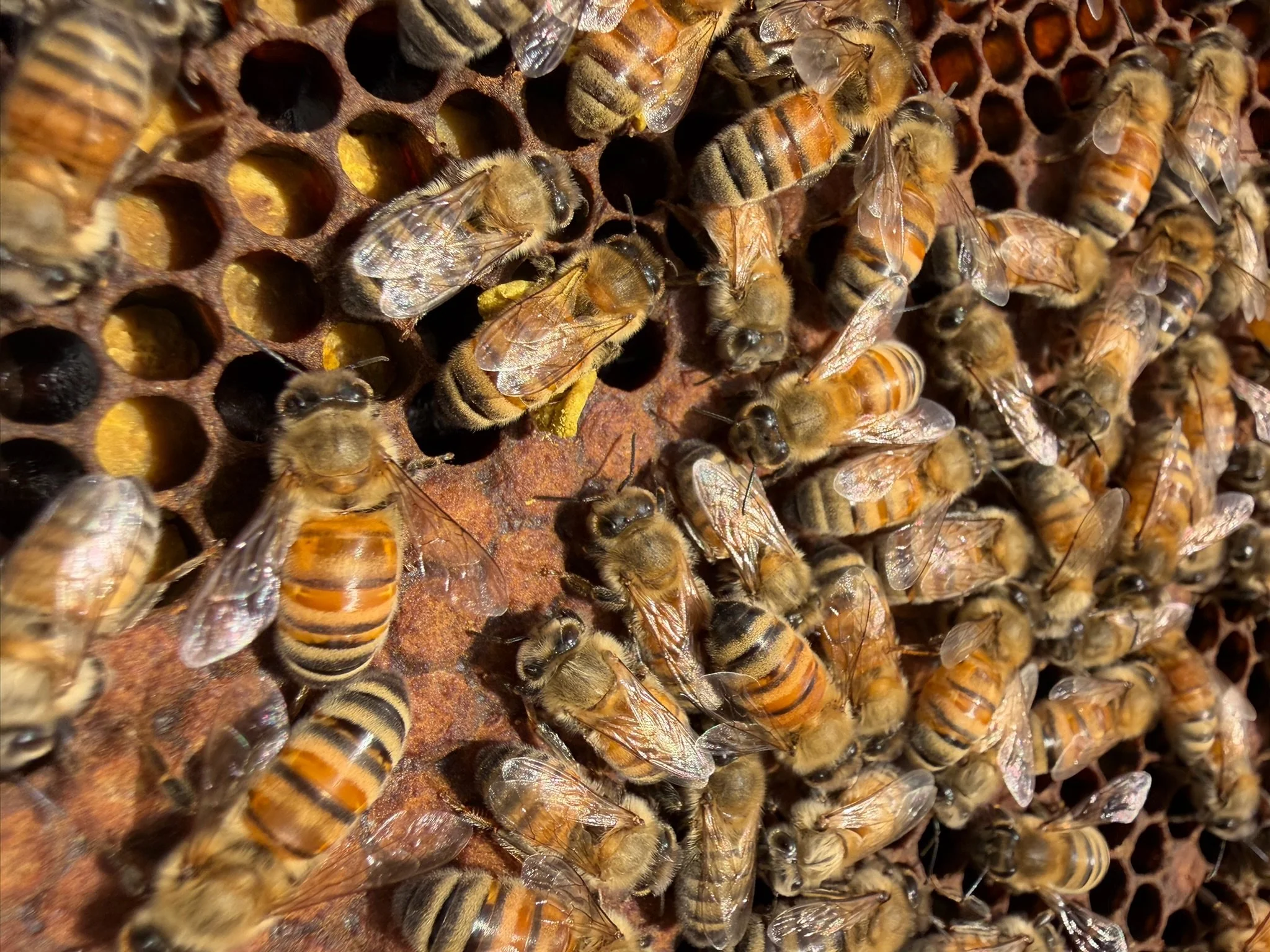 Colonia de abejas con varias abejas trabajando en una colmena, algunos abejas están en celdas y otras en diferentes partes de la estructura.