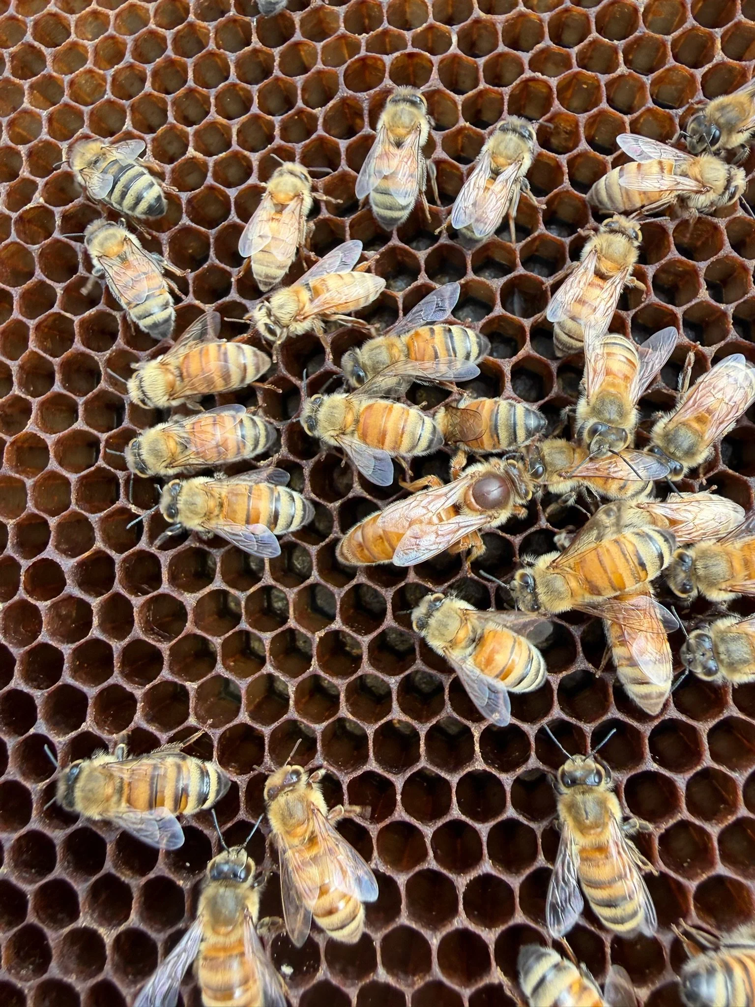 Imagen de varias abejas sobre una colmena de miel de panal hexagonal.