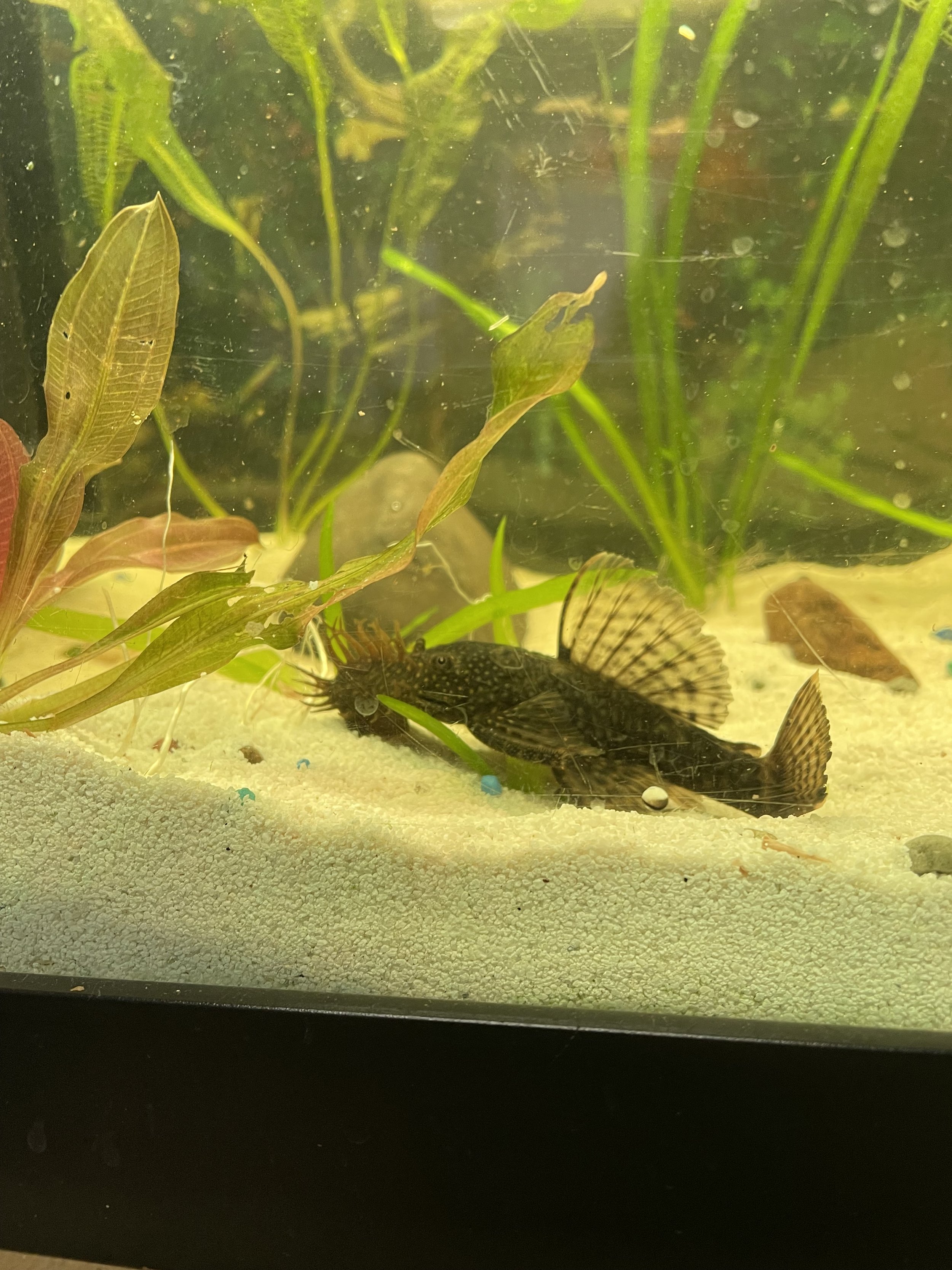 Paul the Pleco
