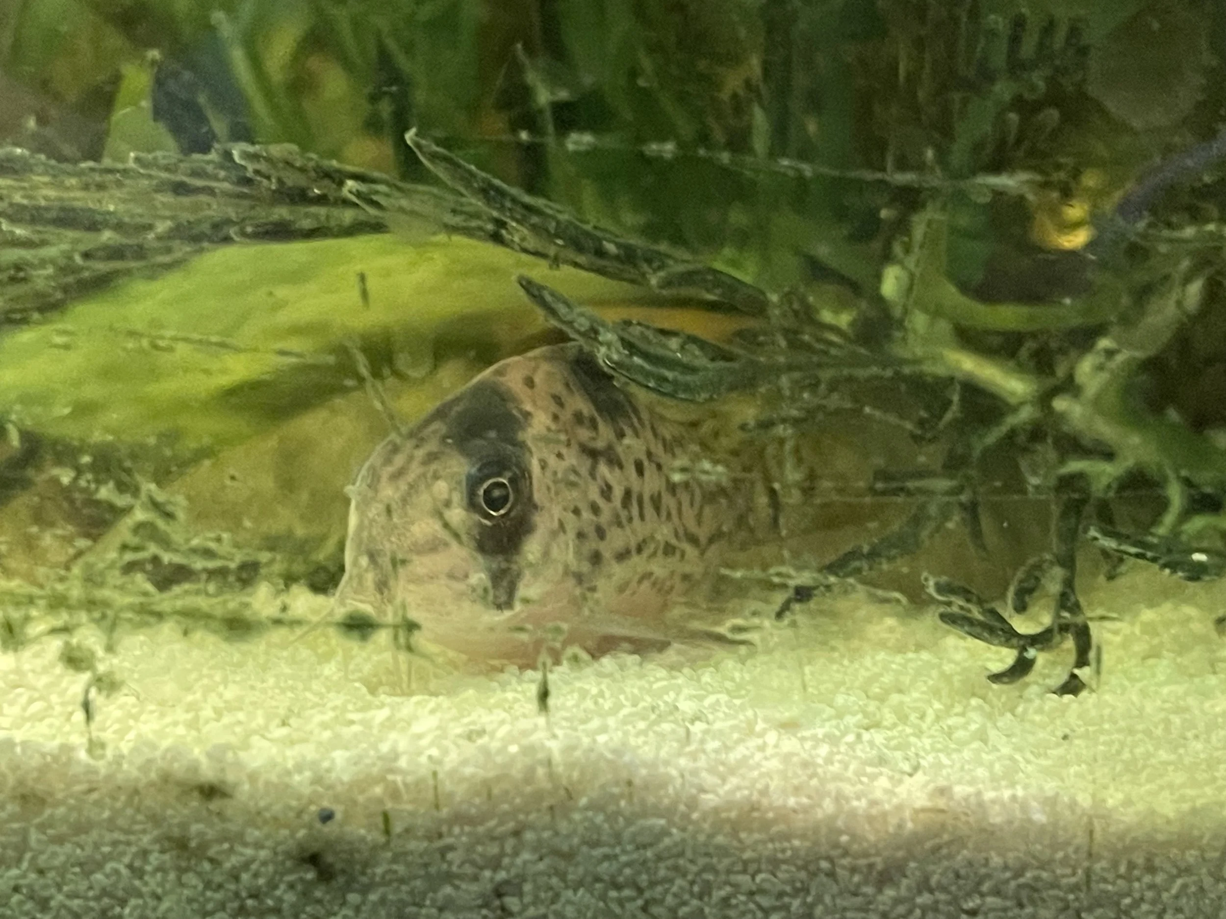 Jelly Bean the Corydora