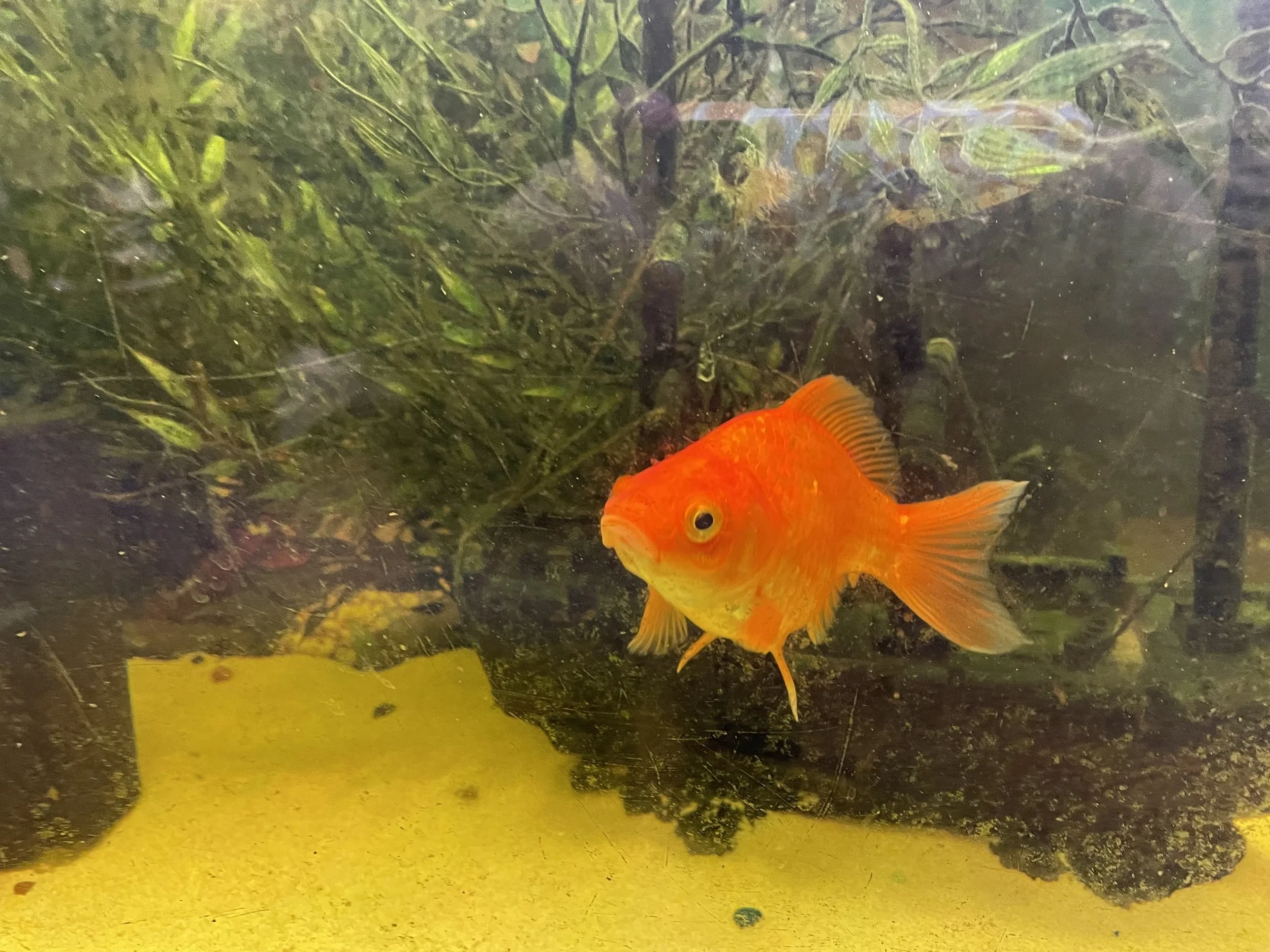 Bonnie the Goldfish