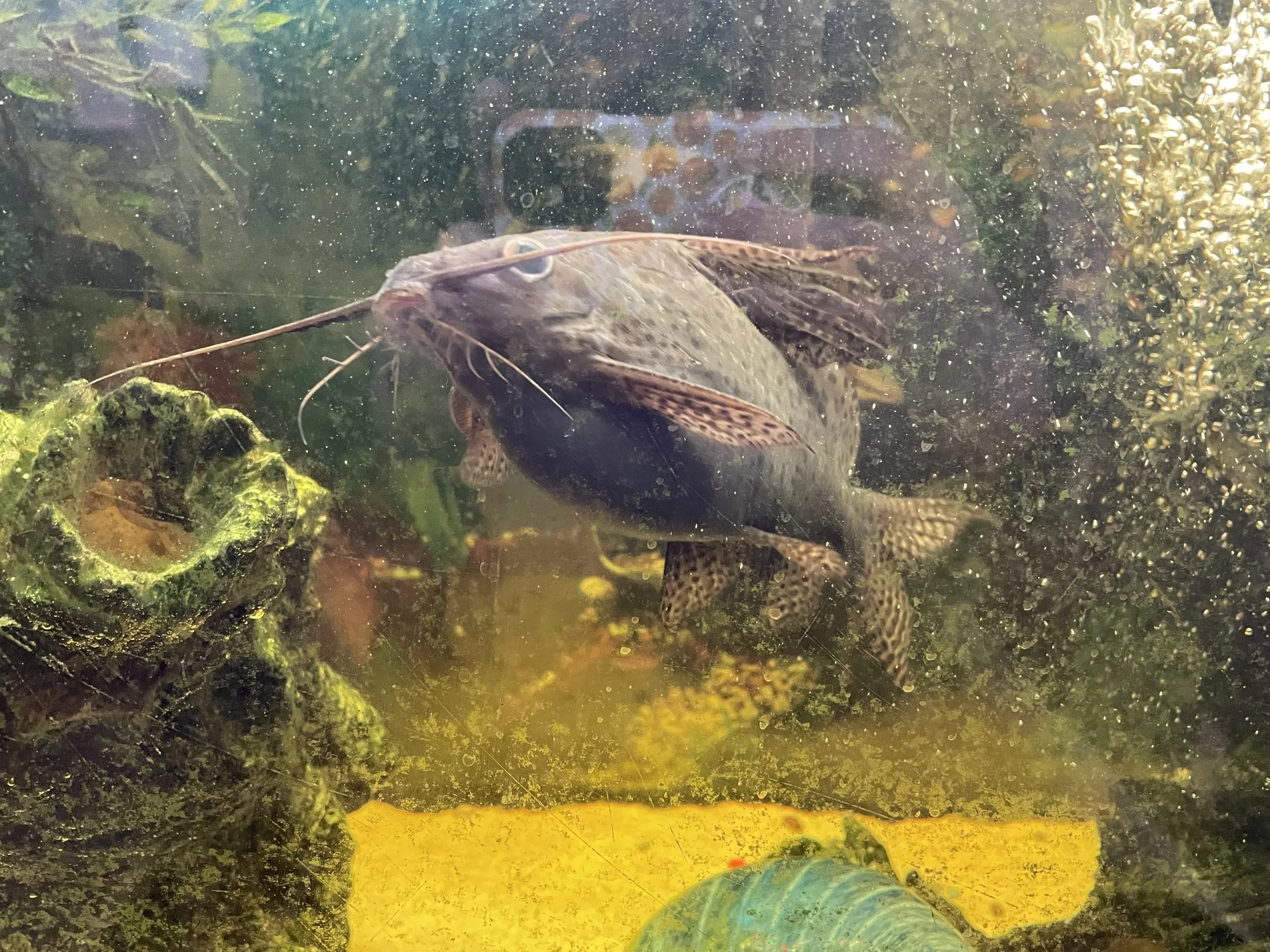 Clyde the Synodontis Catfish