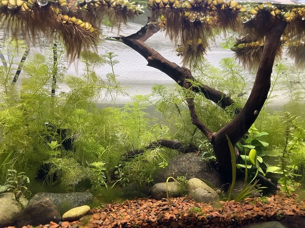 Image (9).jpg