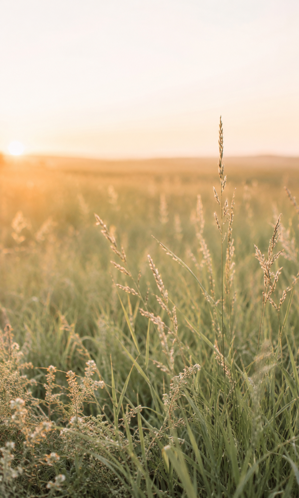 Sunset over a field of tall grass and wildflowers.