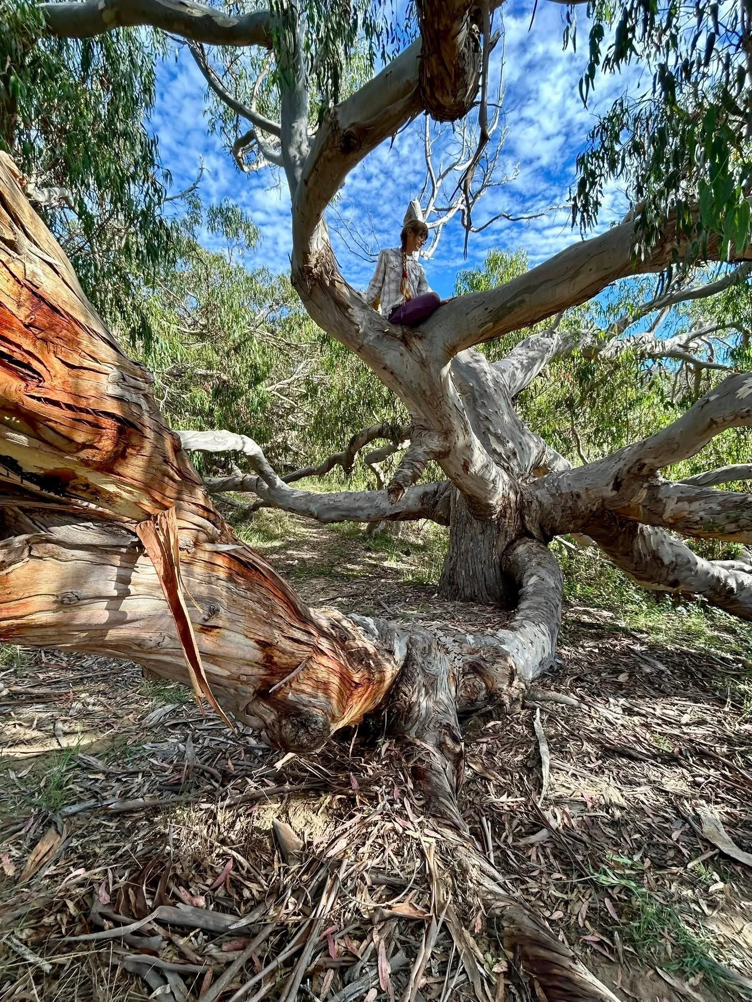Rooted in Everything