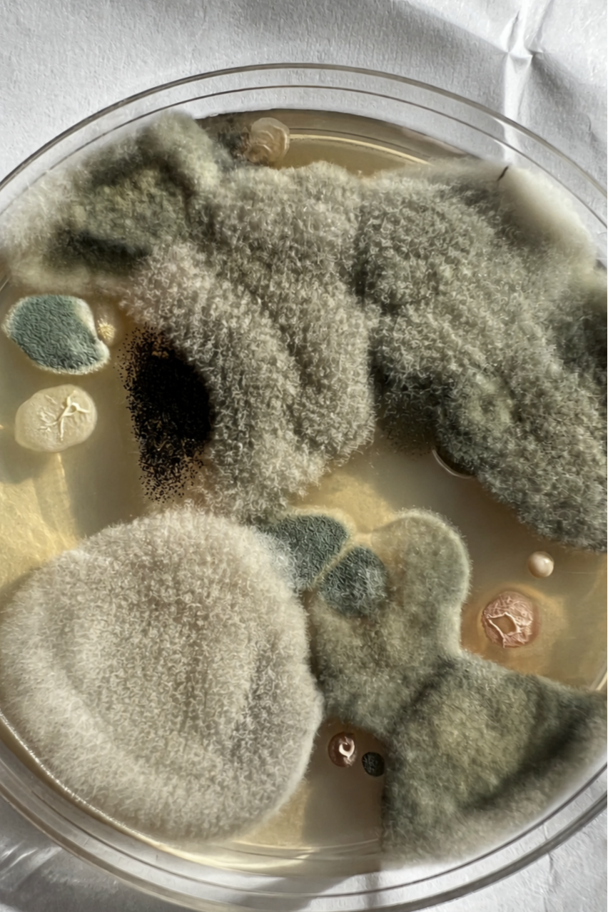 A close-up of a petri dish containing mold colonies with various colors and textures, including fuzzy white, black, green, and beige mold. A non toxic candle company that was started from a mom whose son has CIRS, mold illness, PANS.