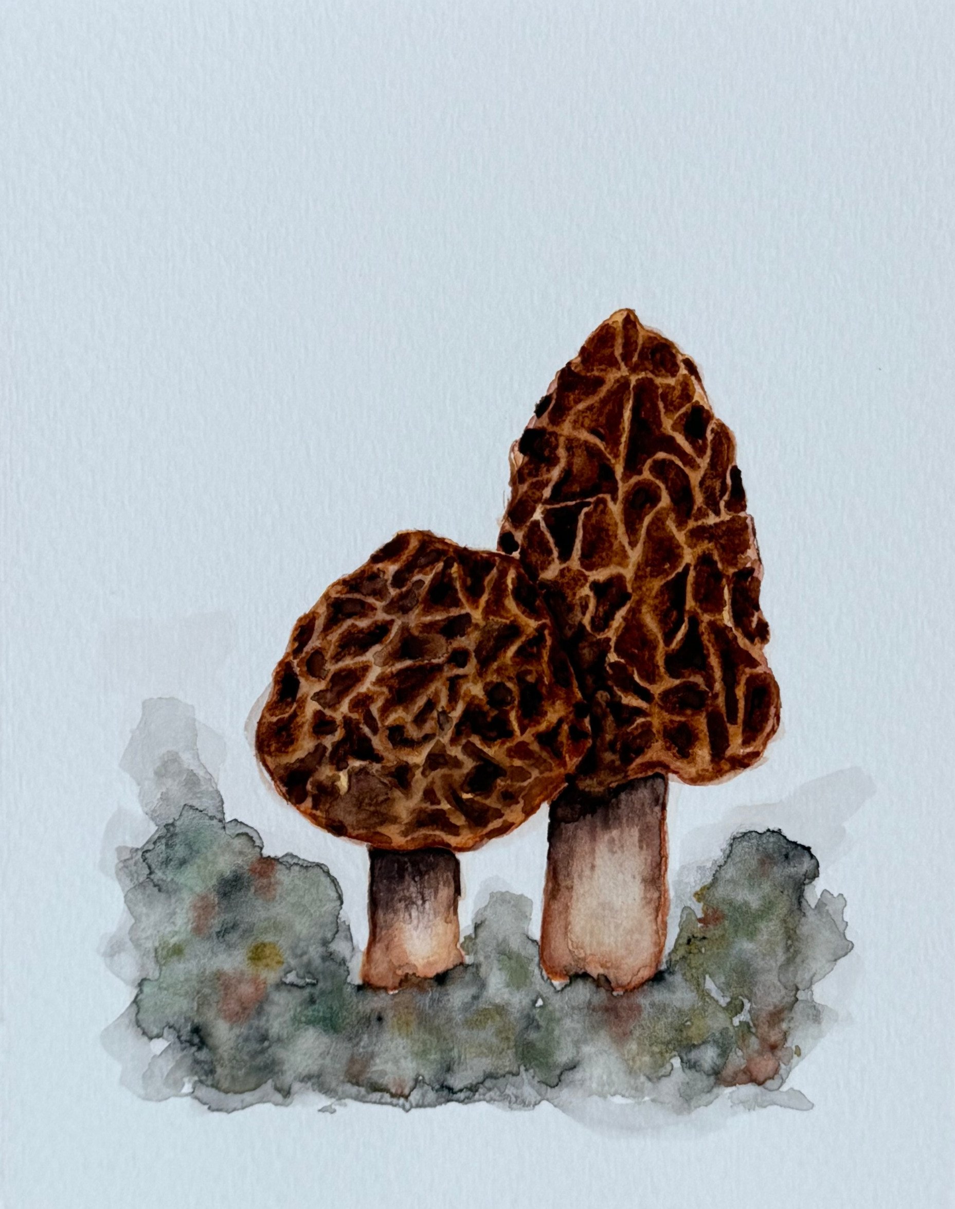 Morel Mushroom Watercolor Print