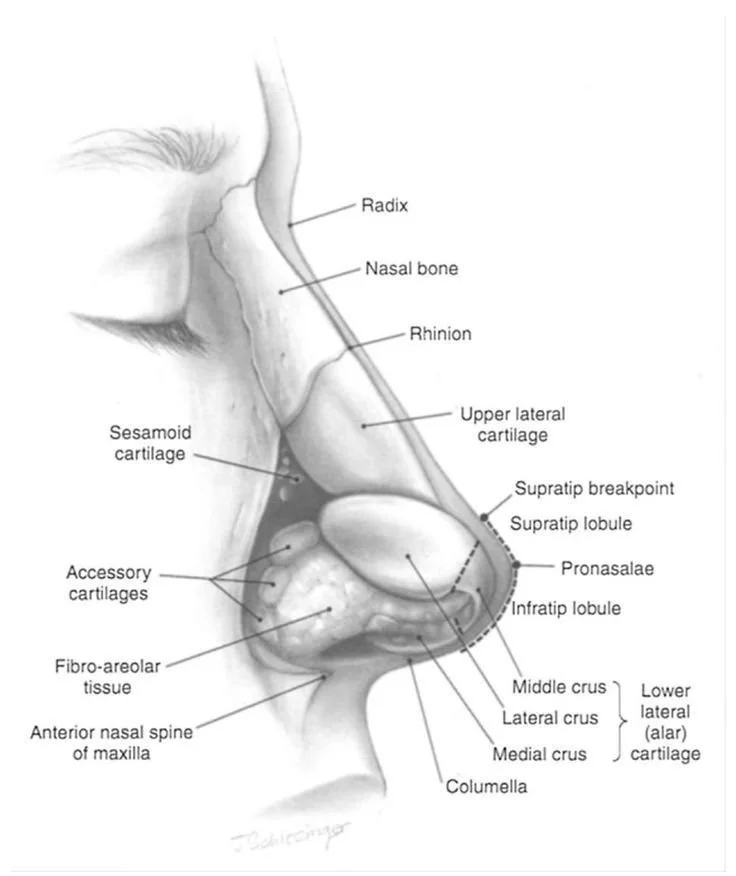 Diagram of a human nose showing bones, cartilage, and tissue, with labels for the radix, nasal bone, rhinion, upper lateral cartilage, seamoid cartilage, accessory cartilages, fibro-areolar tissue, anterior nasal spine of maxilla, columella, middle crus, lateral crus, medial crus, infratip lobule, supratip break point, supratip lobule, prenasale, lower lateral (alar) cartilage, and bones.