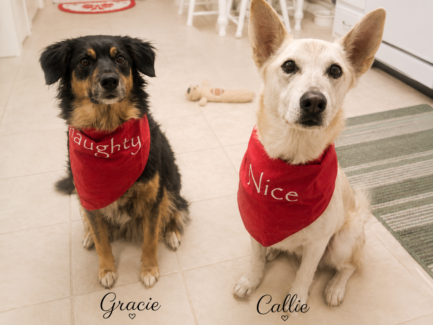 A tribute to Callie and Gracie posing for their annual holiday photo showing the individualized attention given by Paws & Peace Pet Care.