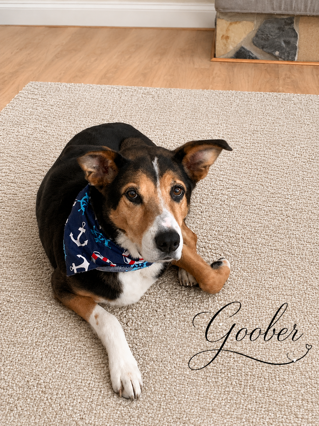 A tribute to Goober the Flying Beagle  - showing that you are never to old to enjoy being pampered by Paws & Peace Pet Care.