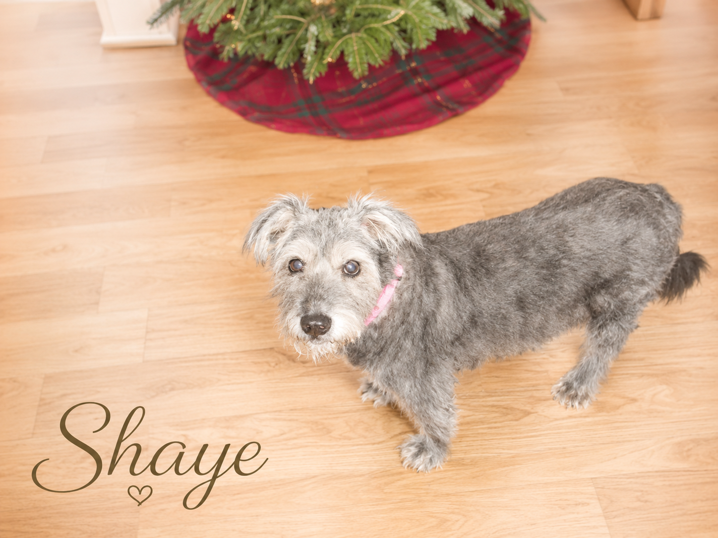 A tribute to Shaye - the beginning of multi pet life.