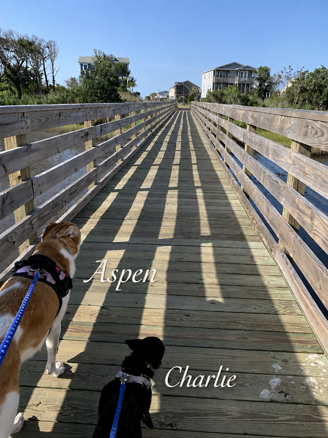 Aspen and Charlie enjoying an enrichment walk, reflecting the personalized dog walking and pet care services offered by Paws & Peace Pet Care.