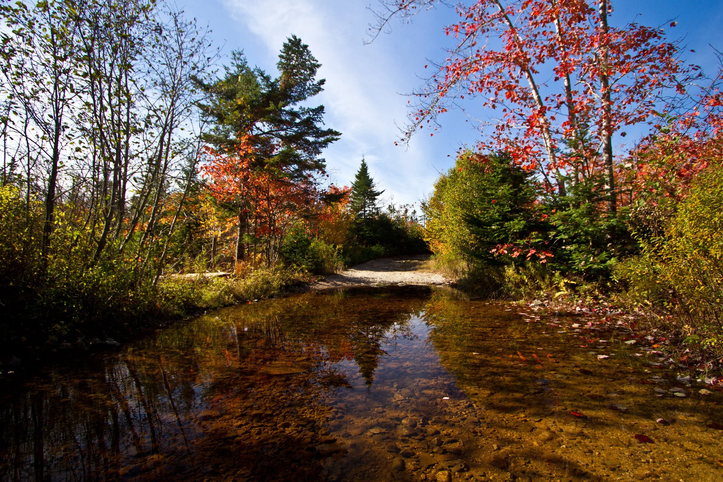 A forest scene in autumn with a small creek running through, surrounded by colorful trees with red, orange, and green leaves and a dirt trail beside the water.