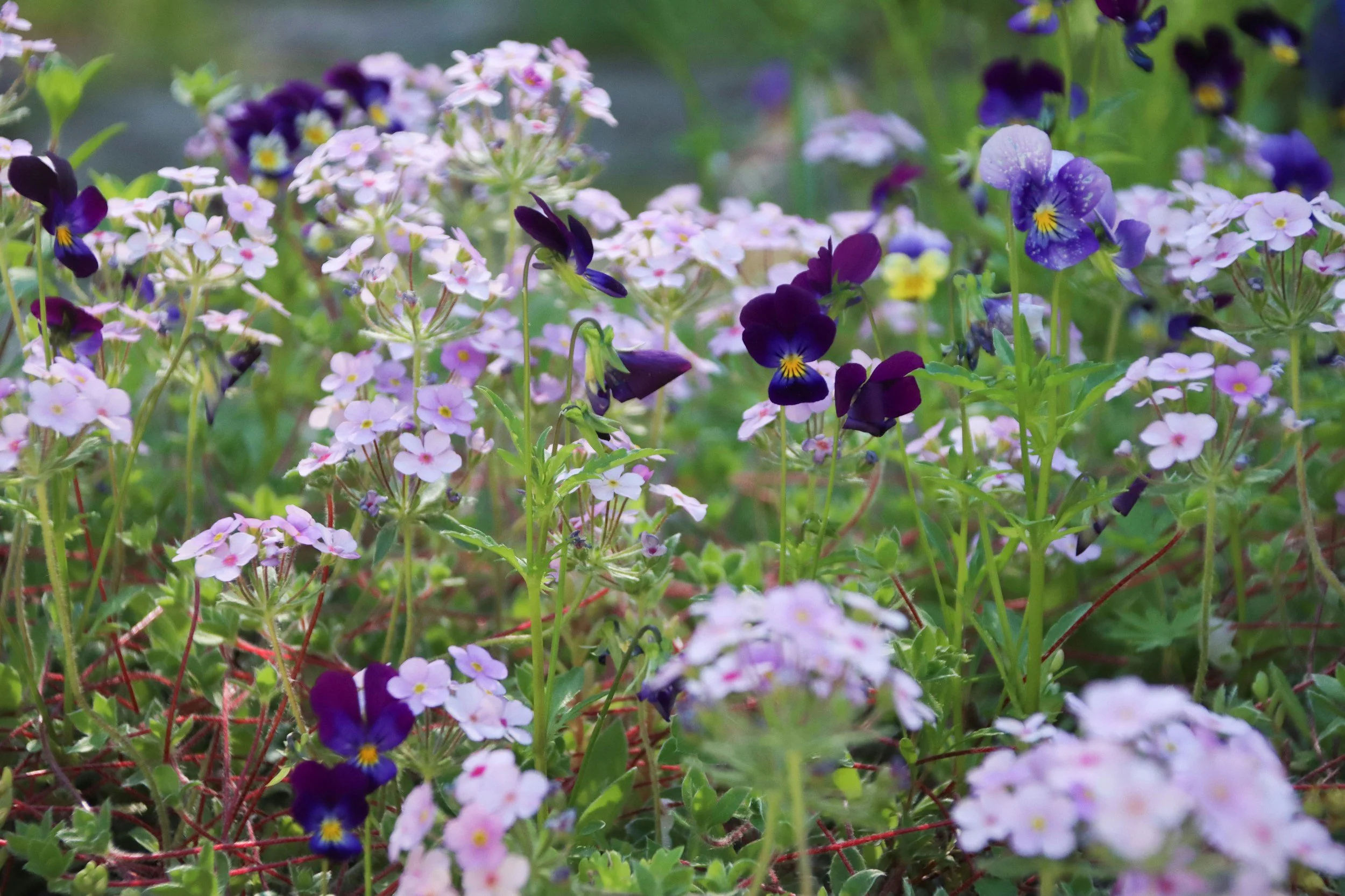 Close-up of a colorful garden bed filled with purple, white, and yellow blooming flowers, with greenery in the background.