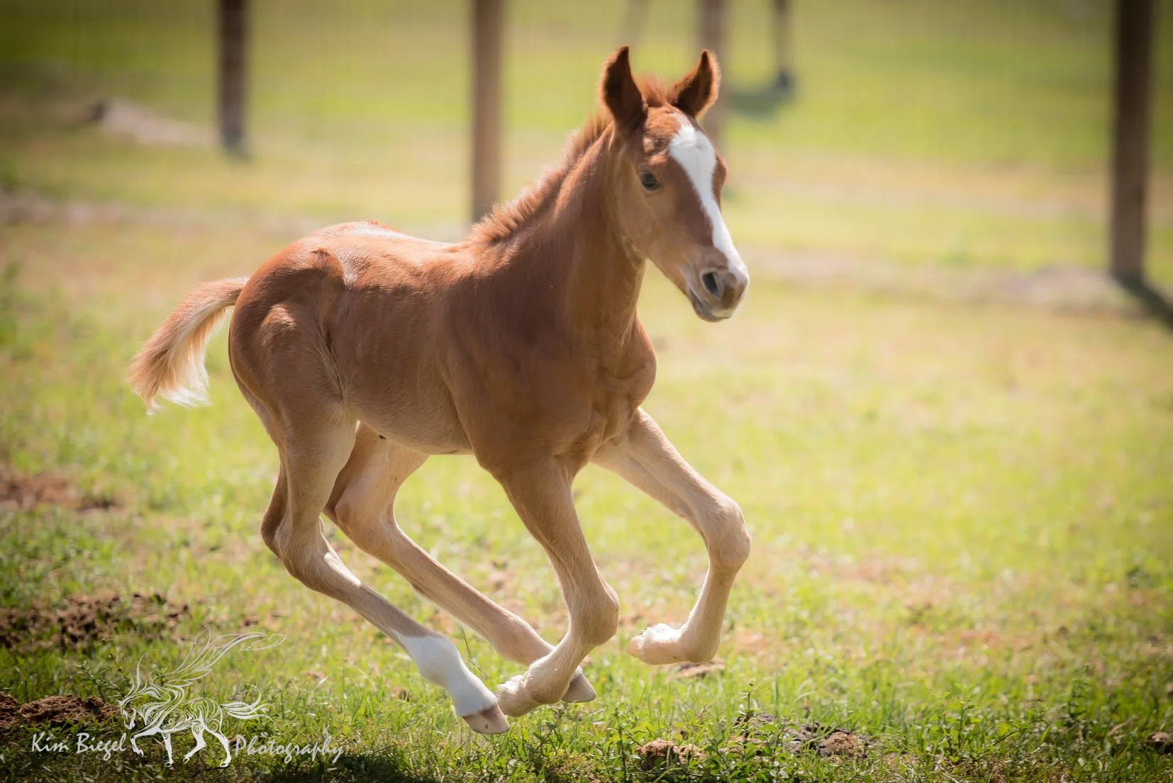 A young, light brown foal running on green grass in a fenced field with trees in the background.