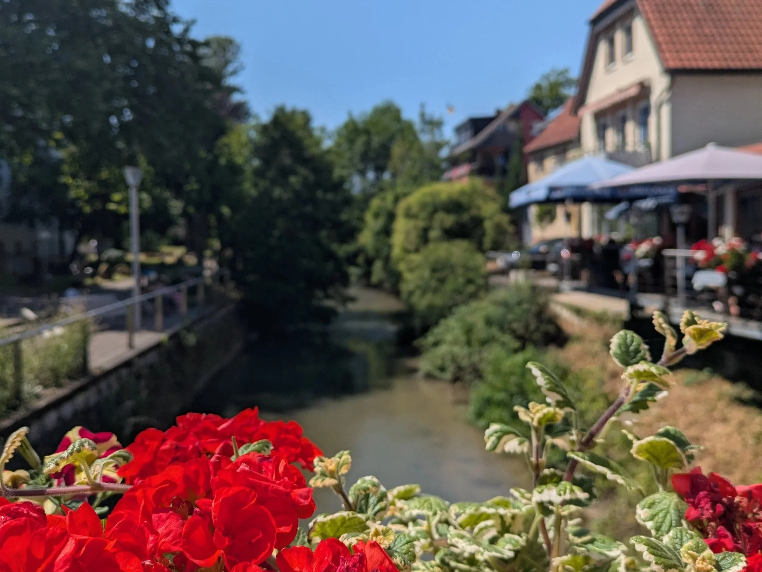 Im Vordergrund sind rote Geranien zu sehen, im Hintergrund der Fluss Elsenz, der durch Sinsheim fließt.