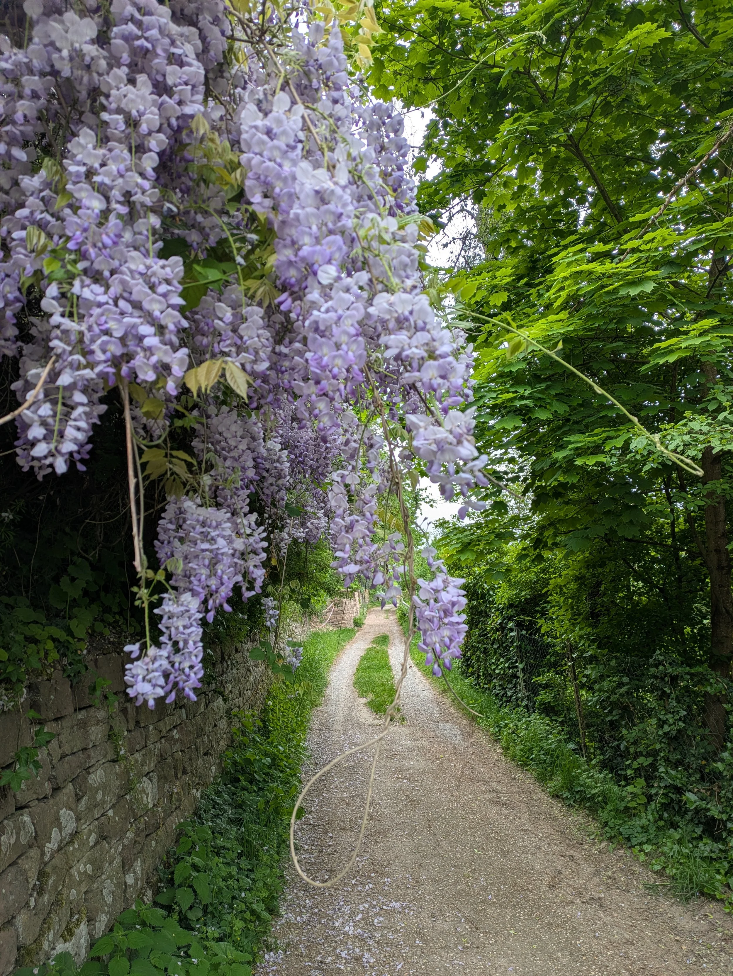 Ranken einer blau blühenden Kletterpflanze hängen am Wegesrand herab.