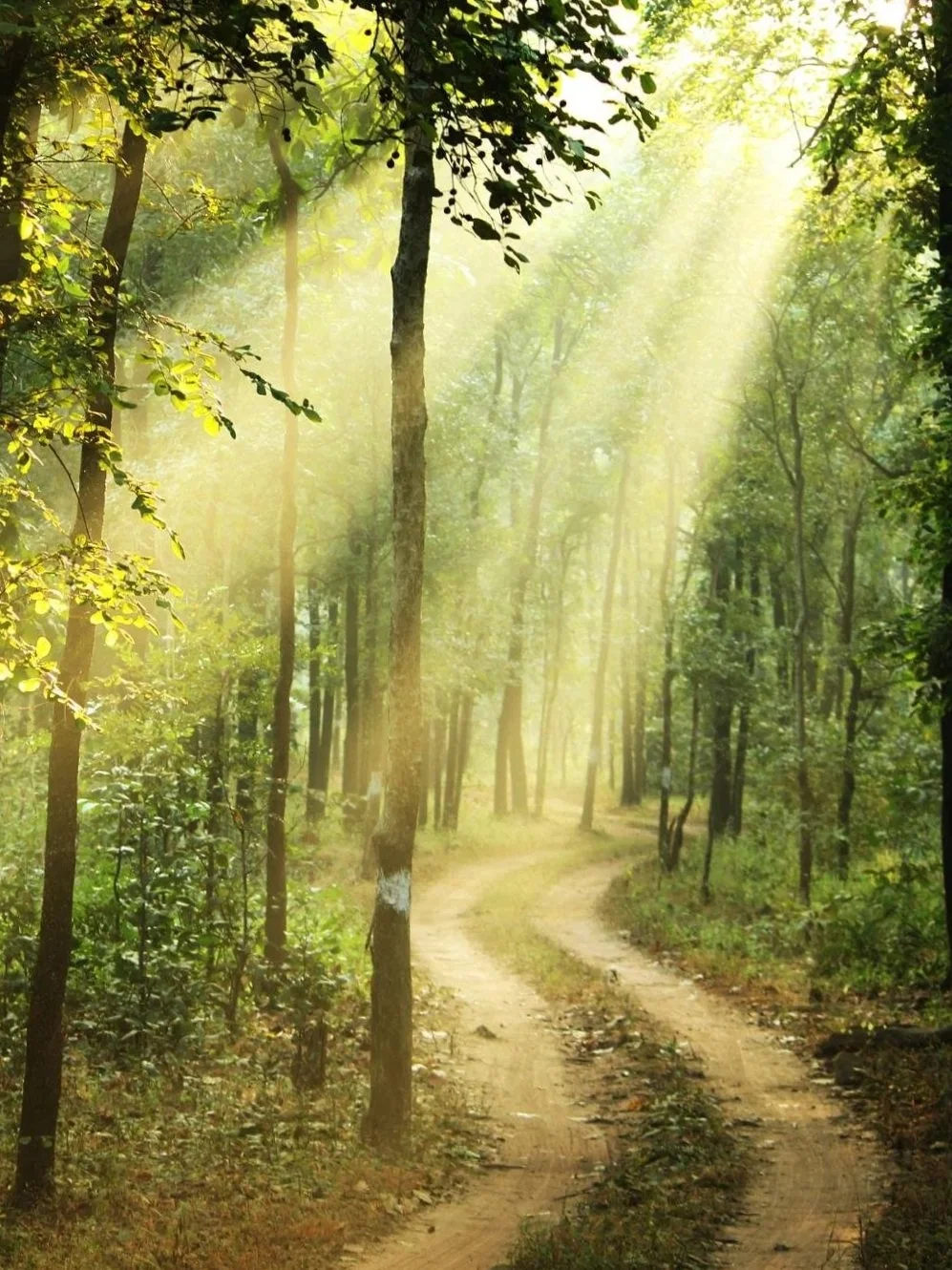 Sunlight shining through trees onto a dirt forest trail.