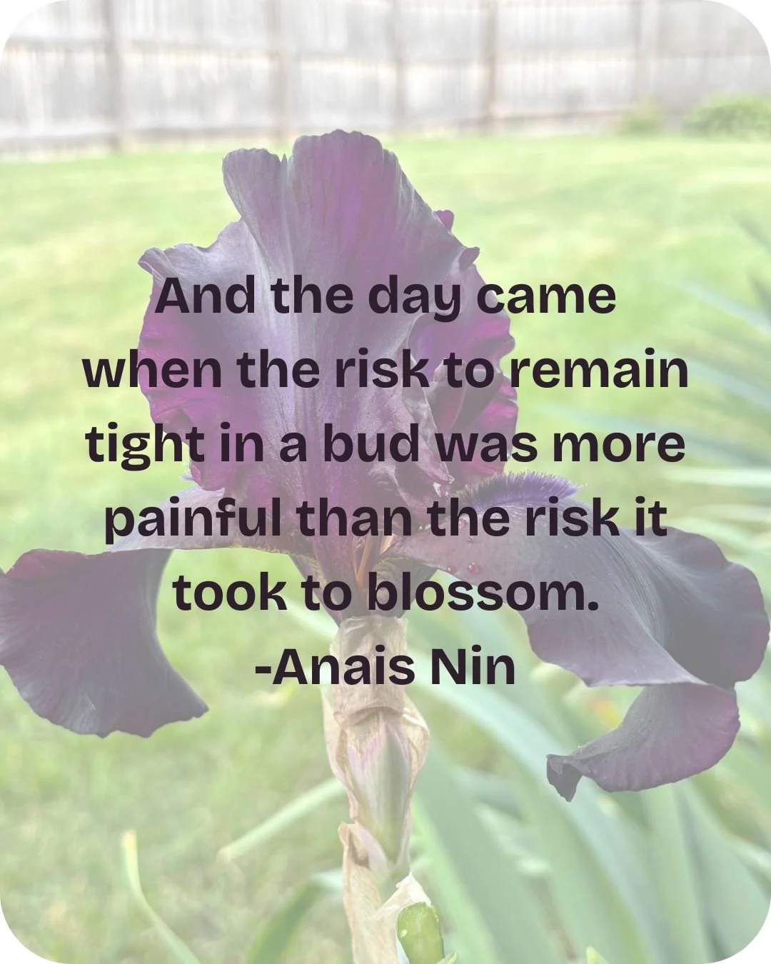 A close-up of a purple iris flower with a quote overlaying it, reading: 'And the day came when the risk to remain tight in a bud was more painful than the risk it took to blossom. - Anais Nin'.