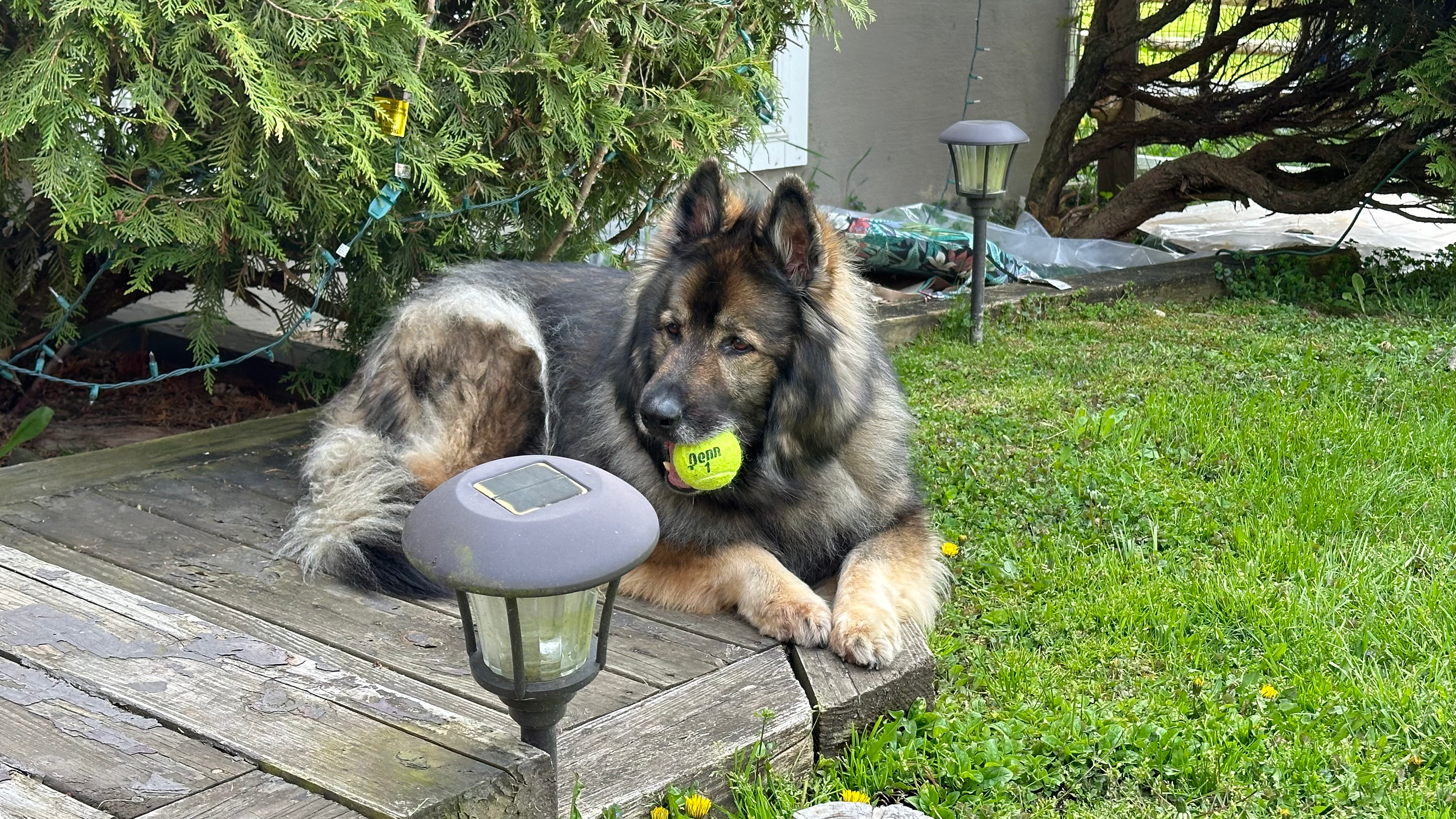 A dog lying on a wooden deck holding a yellow tennis ball in its mouth. There is a solar light in front of the dog, a bush with string lights behind, and a tree with a swing or hammock nearby. The setting appears to be a backyard garden.