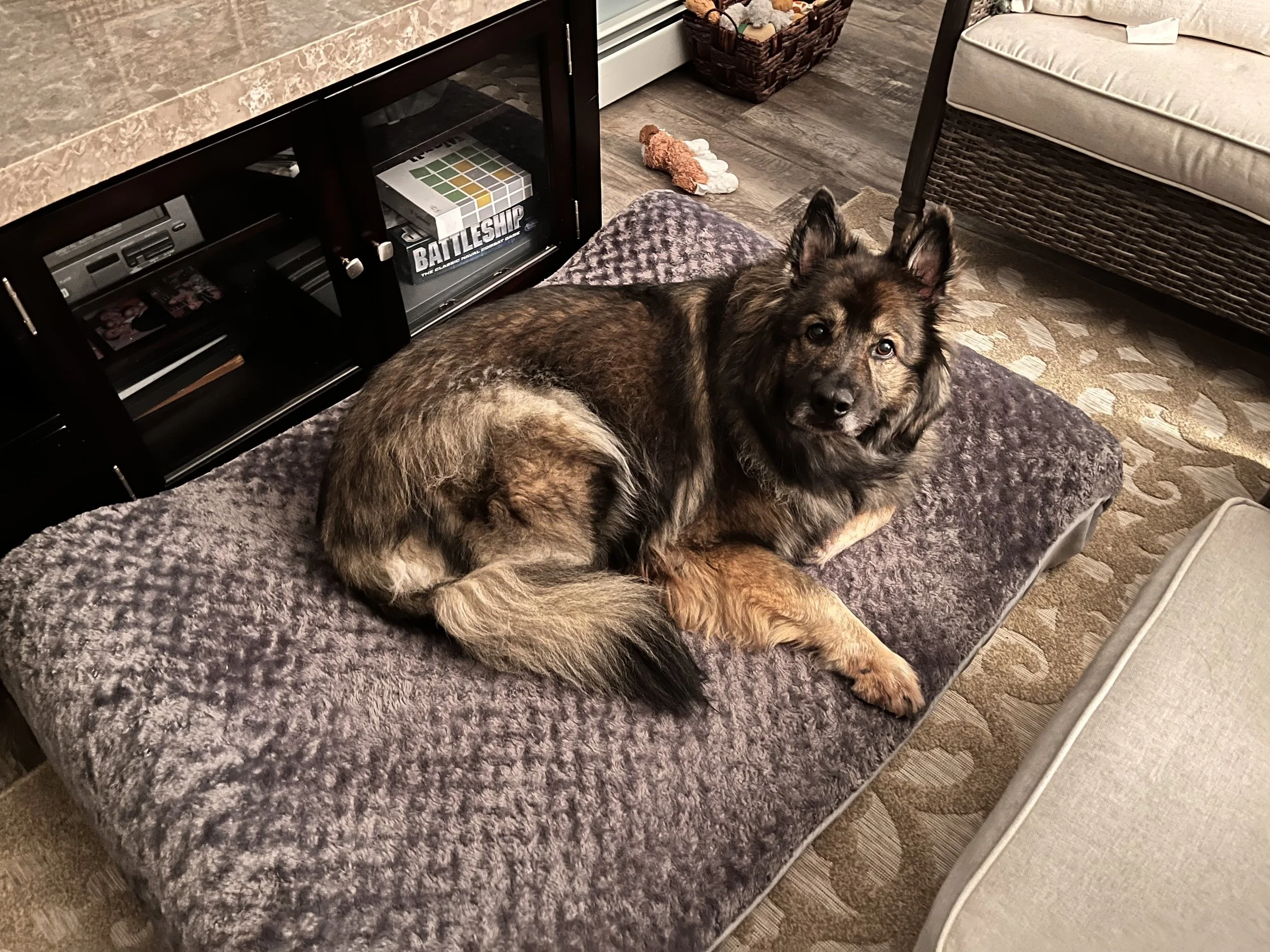 A large mixed-breed dog with a brown and black coat lying on a plush, gray blanket on a bed or couch in a living room. The room has warm lighting, a dark wooden cabinet with glass doors containing a game box labeled "Battleship" and other boxed items, a brown wicker basket, a love seat with a cushion, and a beige carpet with a floral pattern.