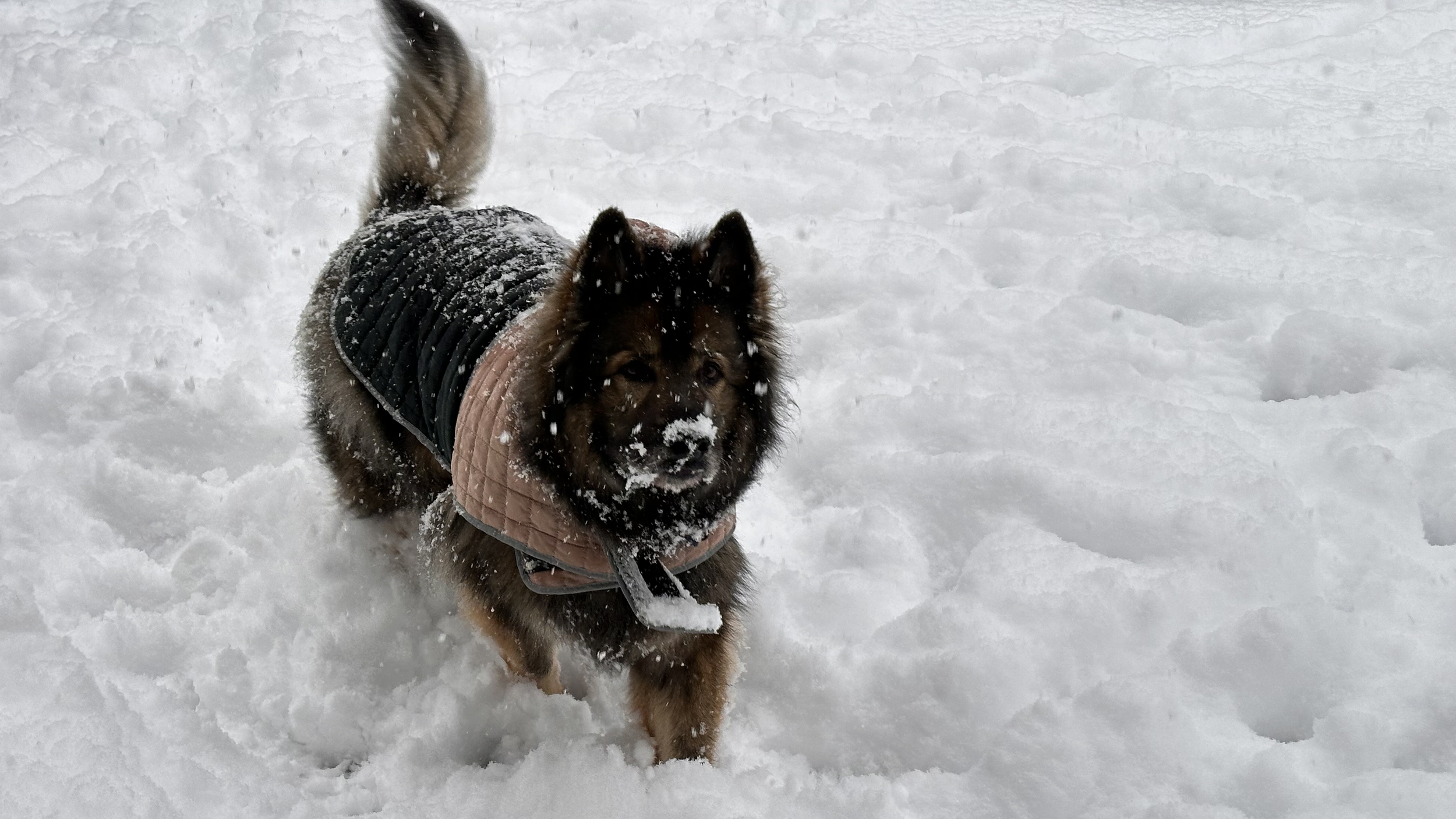 A fluffy Shepherd dog with a thick black and brown coat, wearing a pink and black quilted coat, standing in snow with snow on its face and nose and looking at the camera.