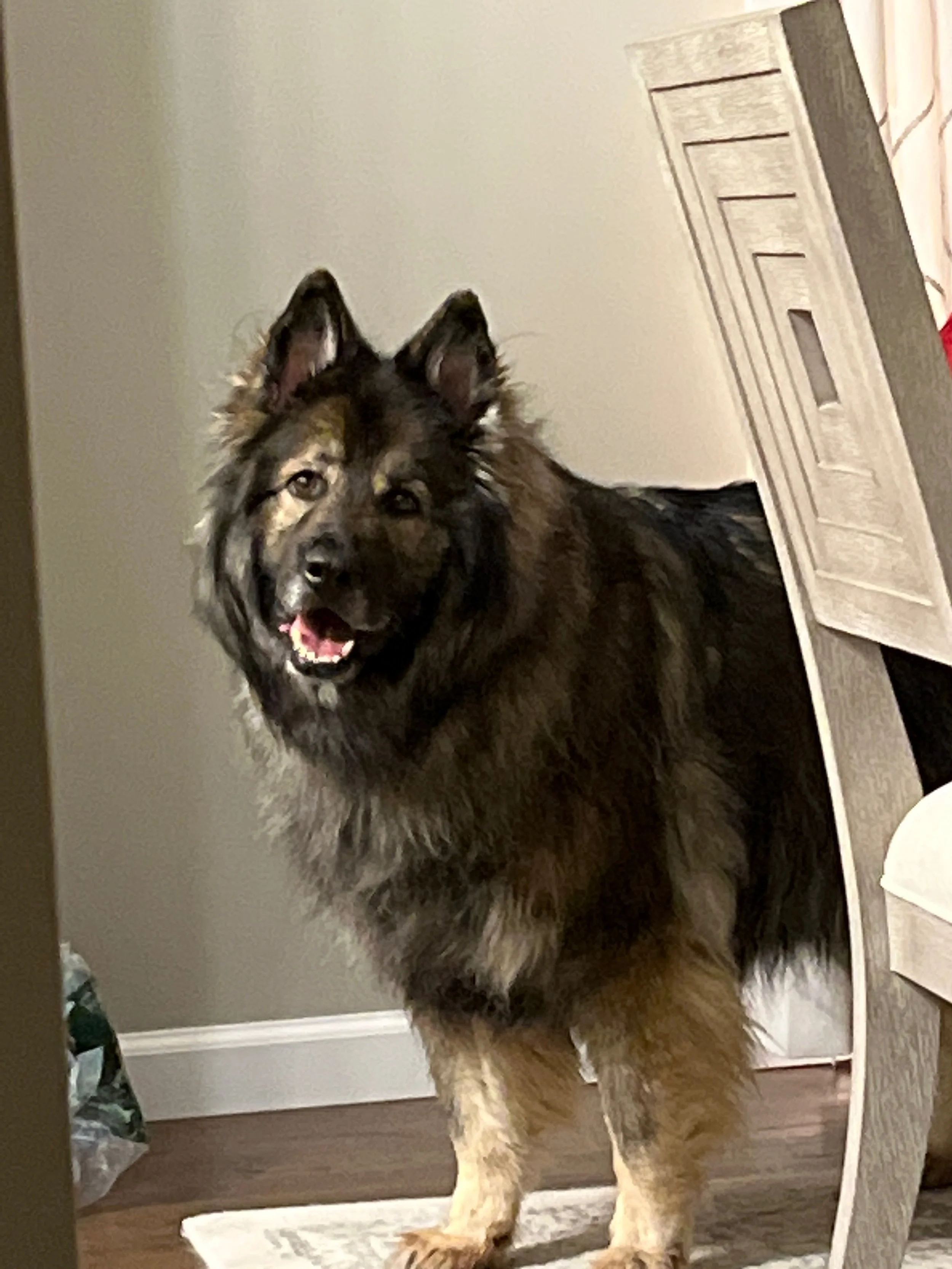 A large, fluffy dog with black, brown, and white fur standing on a rug in a room with beige walls and wooden flooring. The dog is looking at the camera with its mouth slightly open.