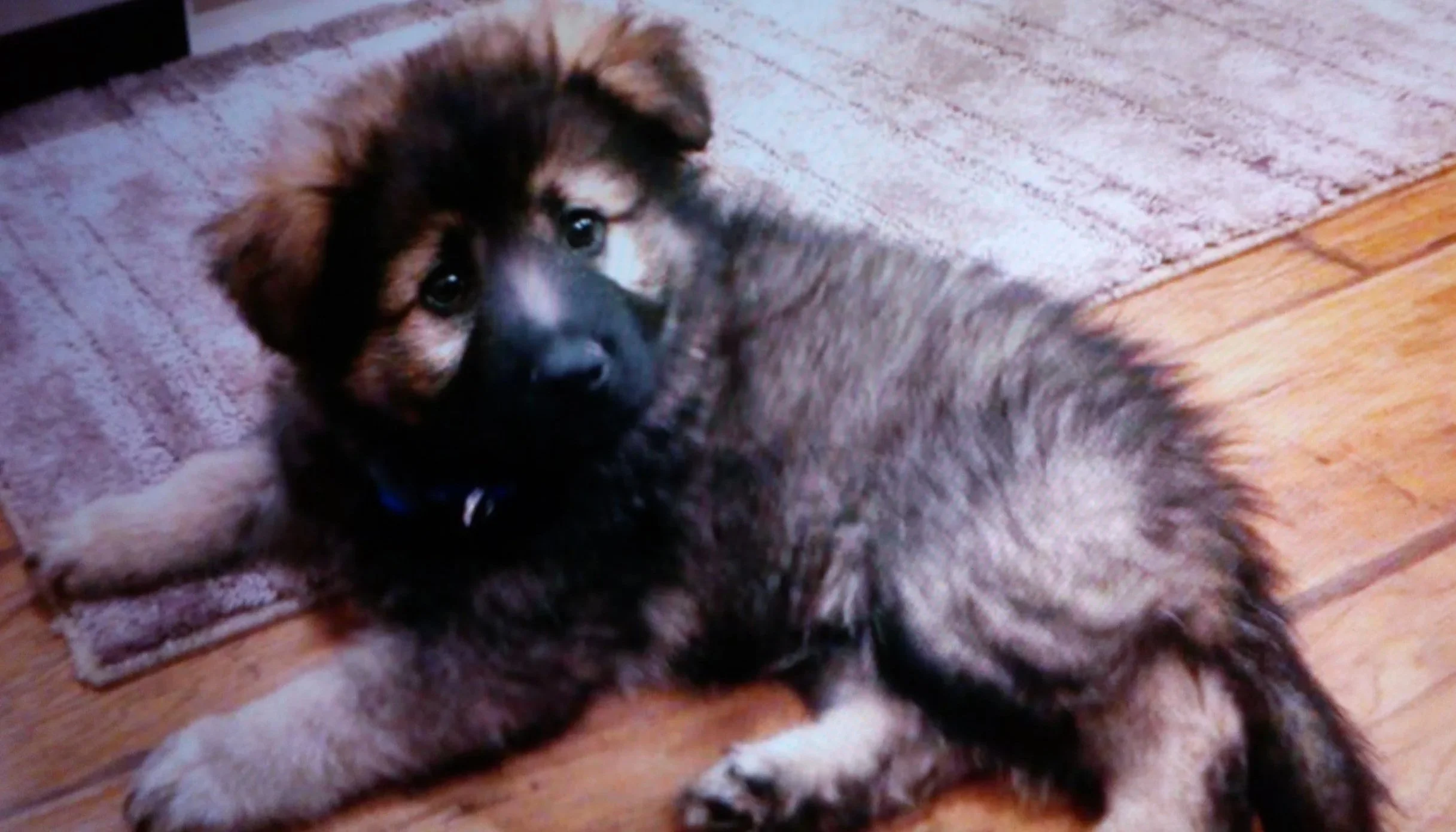 A fluffy puppy lying on a rug on a hardwood floor, looking at the camera.