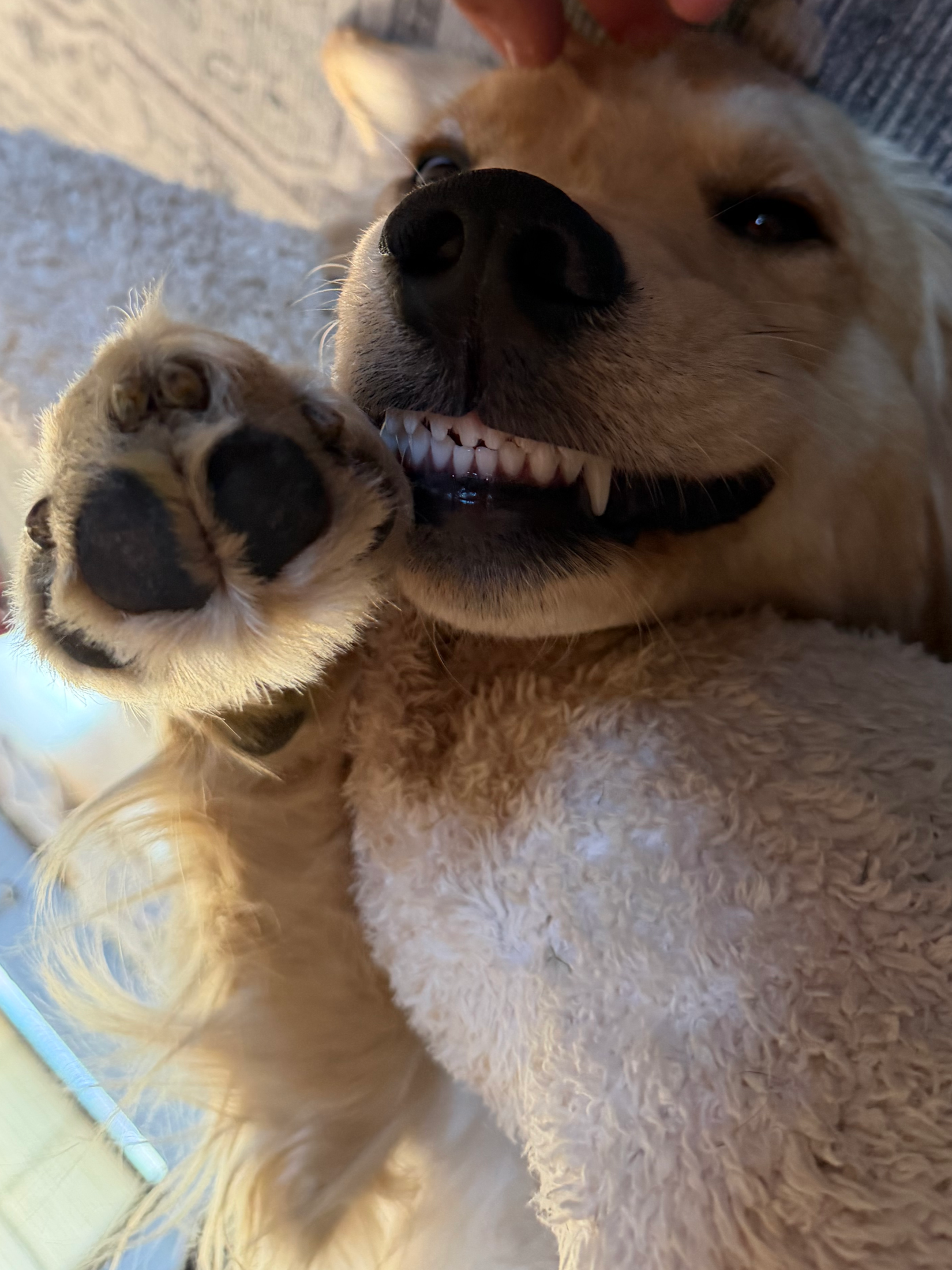 Close-up of a dog lying on the floor with a paw extended towards the camera. The dog has light brown fur, a black nose, and a happy expression showing teeth.