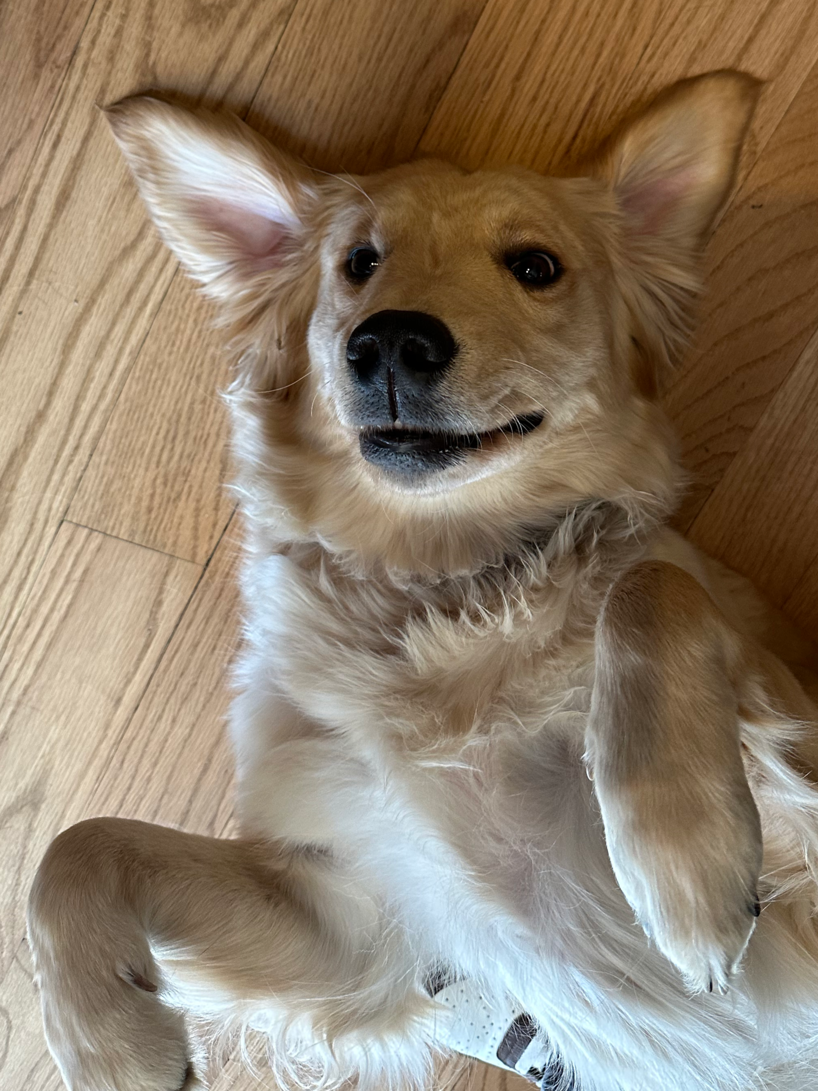 Close-up of a golden retriever puppy lying on a wooden floor, looking up at the camera with a happy expression.