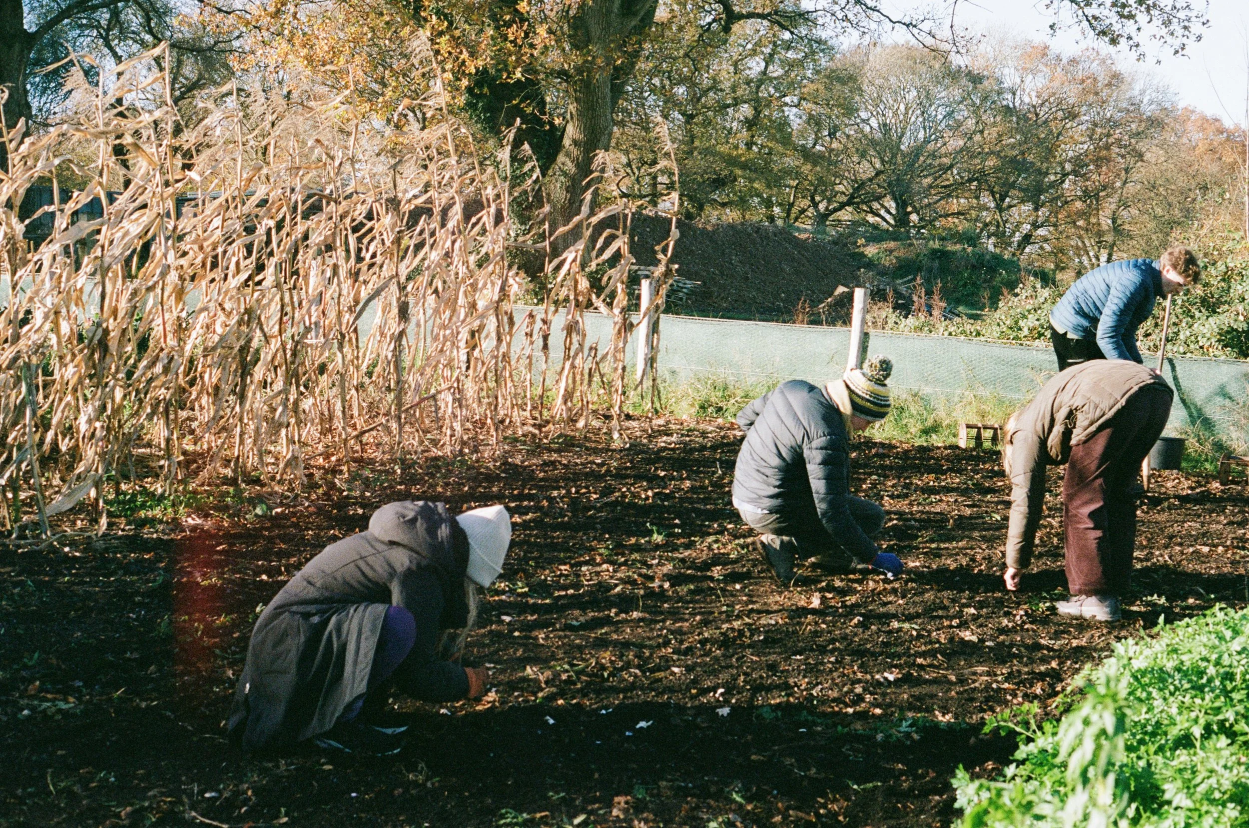 People planting seeds or seedlings in a garden during autumn, with dried corn stalks and trees with colorful fall leaves in the background.