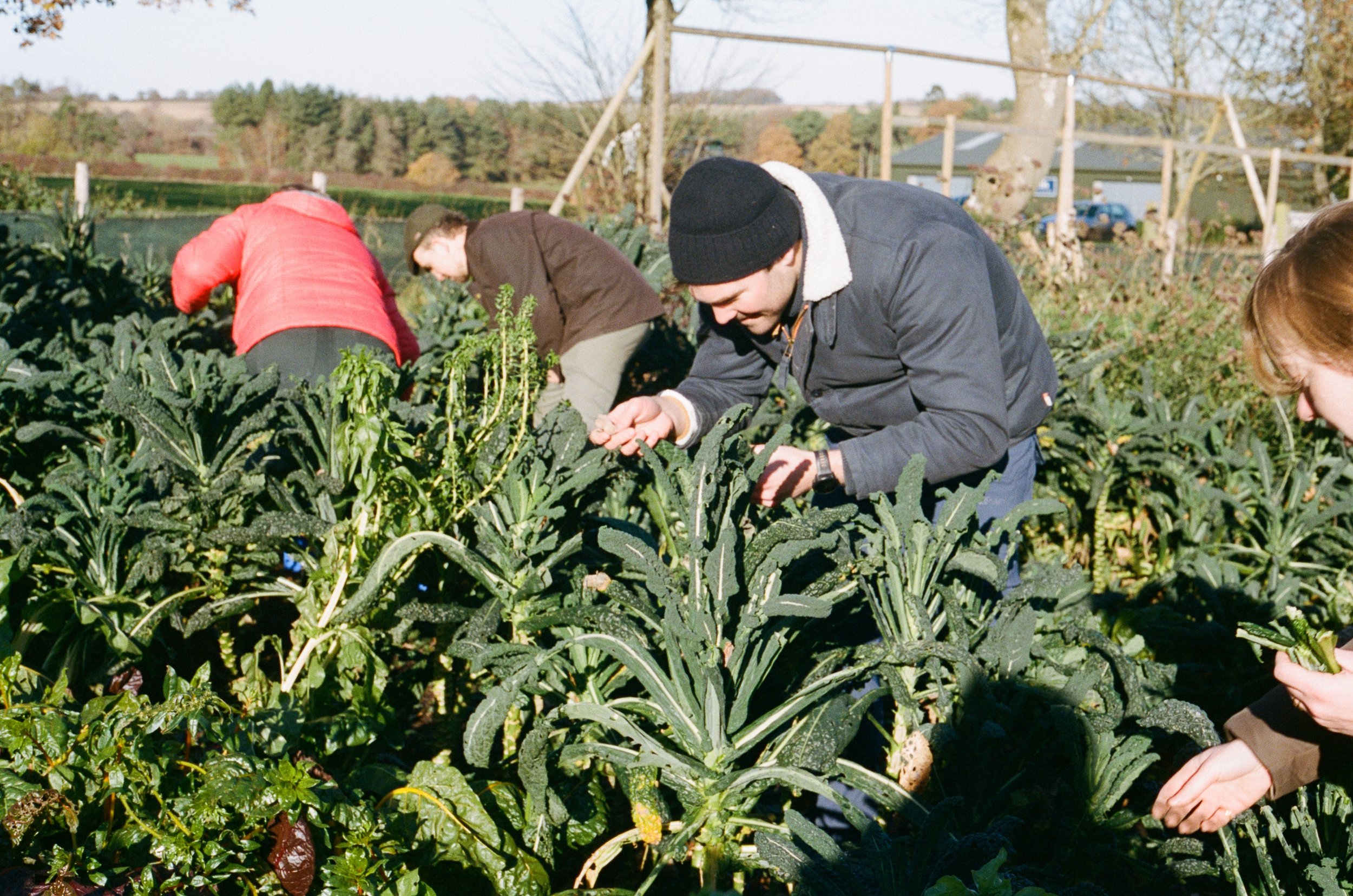 People working in a garden or farm, harvesting or tending to leafy green vegetables, possibly kale, with a rural background including trees, a fence, and a building.