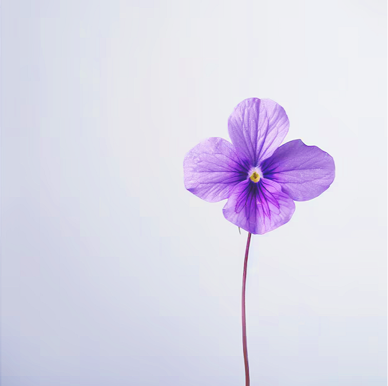 A single purple flower with a yellow center on a thin stem against a plain white background.
