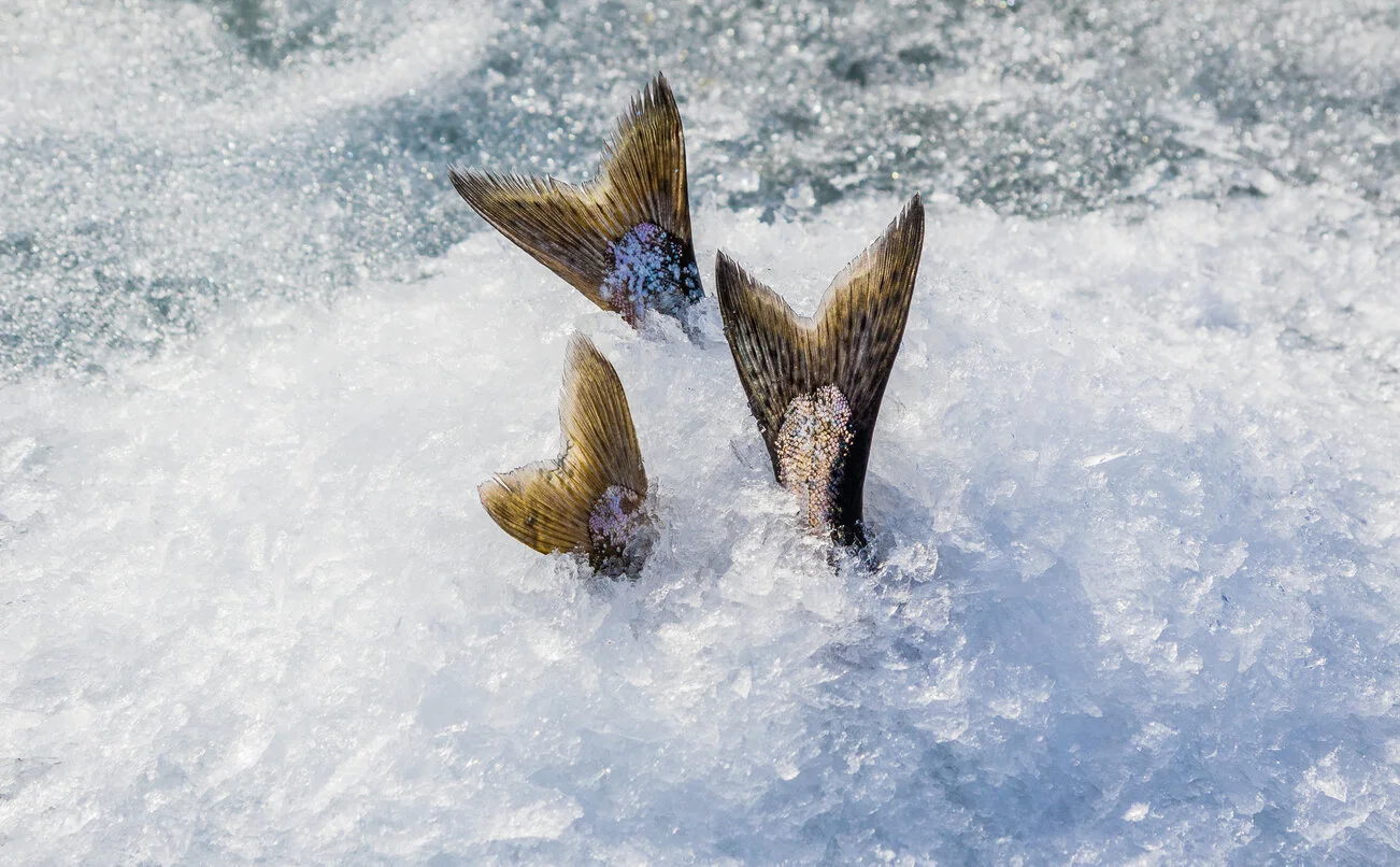 iStock-519011302.jpg