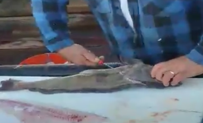 Cooking Tip: How to Filet a Ling Cod